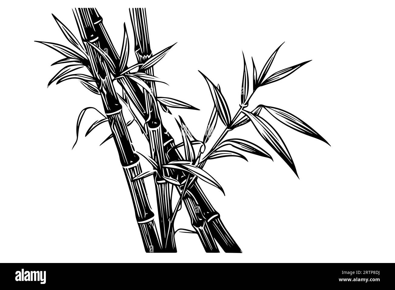Handgezeichnete Tuschezeichnung von Bambusblättern und -Zweigen. Vektorillustration. Stock Vektor