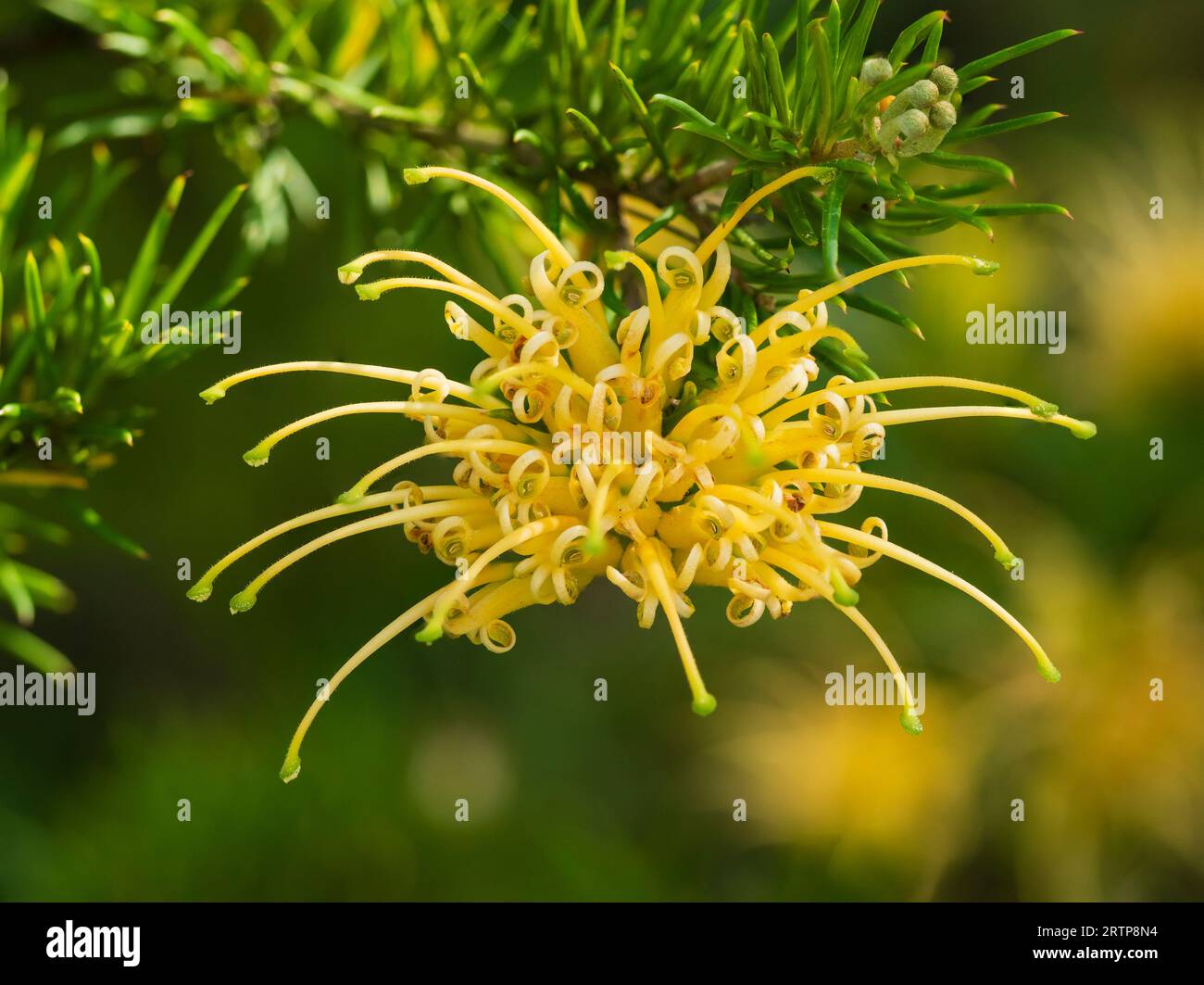 Spinnengelbe Blüten des australischen Strauchs Grevillea Junior perina f. sulfonea Stockfoto