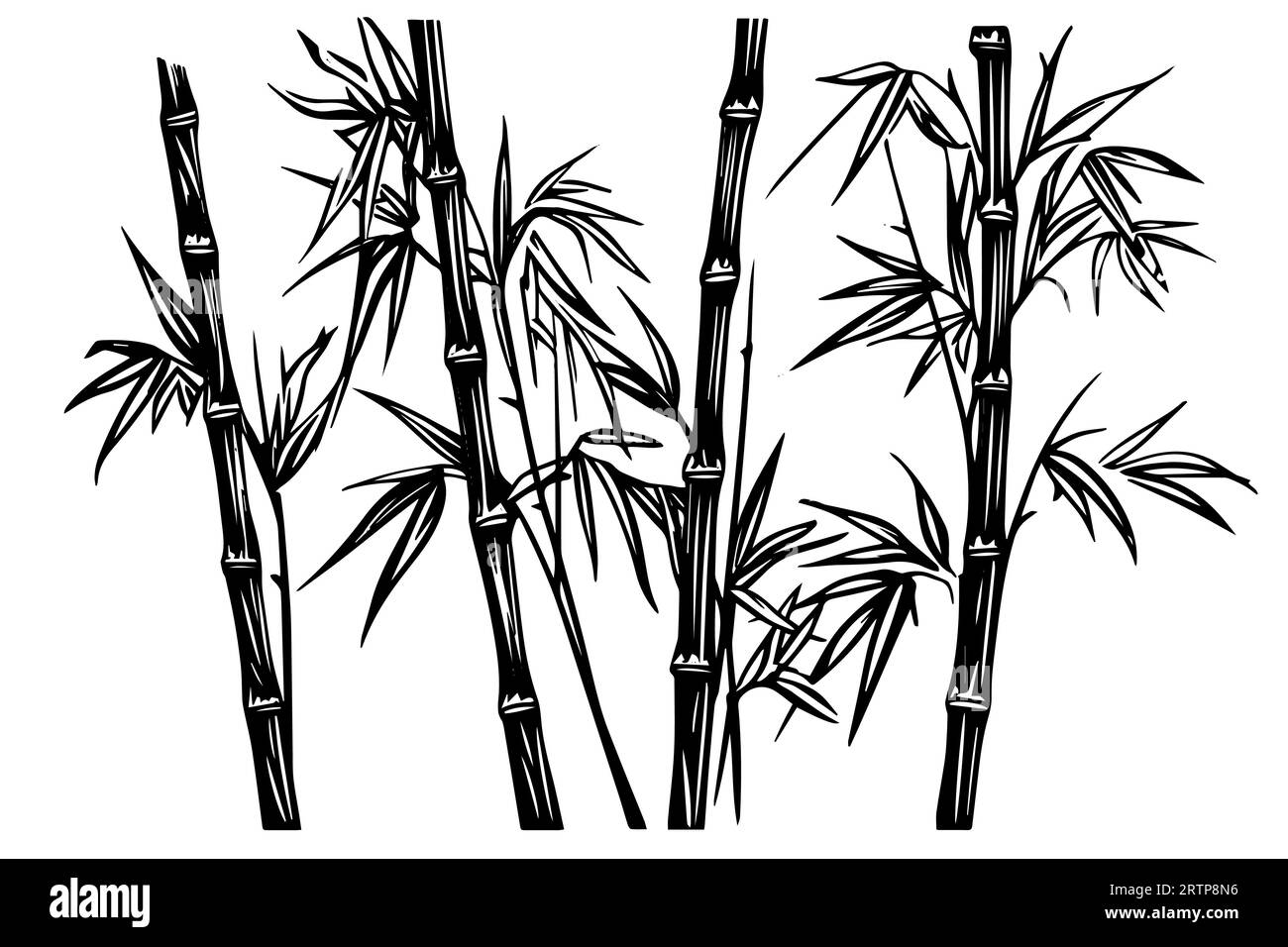 Handgezeichnete Tuschezeichnung von Bambusblättern und -Zweigen. Vektorillustration. Stock Vektor