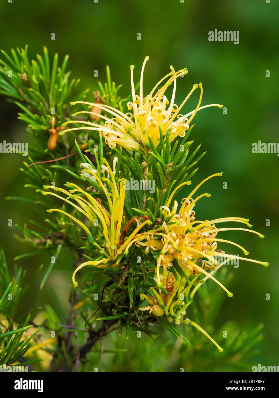 Spinnengelbe Blüten des australischen Strauchs Grevillea Junior perina f. sulfonea Stockfoto