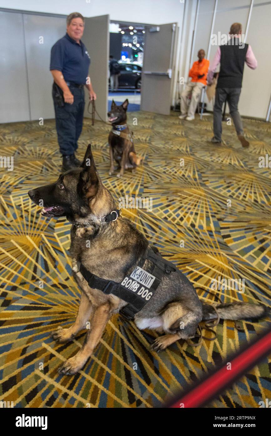 Detroit, Michigan, USA. September 2023. Bombendetektionshunde, die sich im Besitz eines privaten Sicherheitsdienstes befinden, bewachen den Eingang zur North American International Auto Show. Quelle: Jim West/Alamy Live News Stockfoto