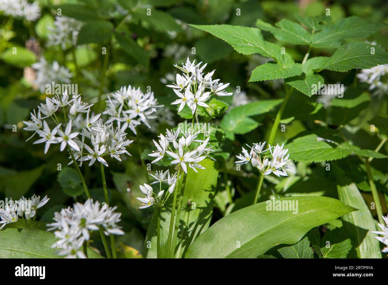 Allium ursinum bekannt als Knoblauch, Ramson, Cowleekes, Buckrams, breitblättriger Knoblauch, im Holz wachsen Knoblauch- und Bärenlauchpflanzen. Wilder Kräuterwit Stockfoto