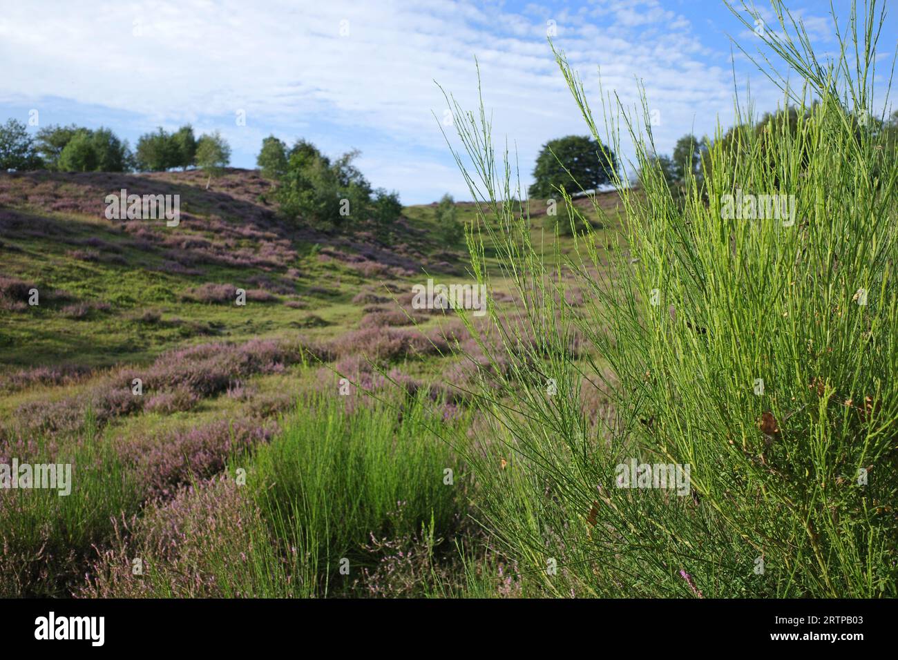 Die atemberaubende Heidelandschaft in Posbank, Niederlande. Ein hellgrüner gemeinsamer Besen wächst davor Stockfoto