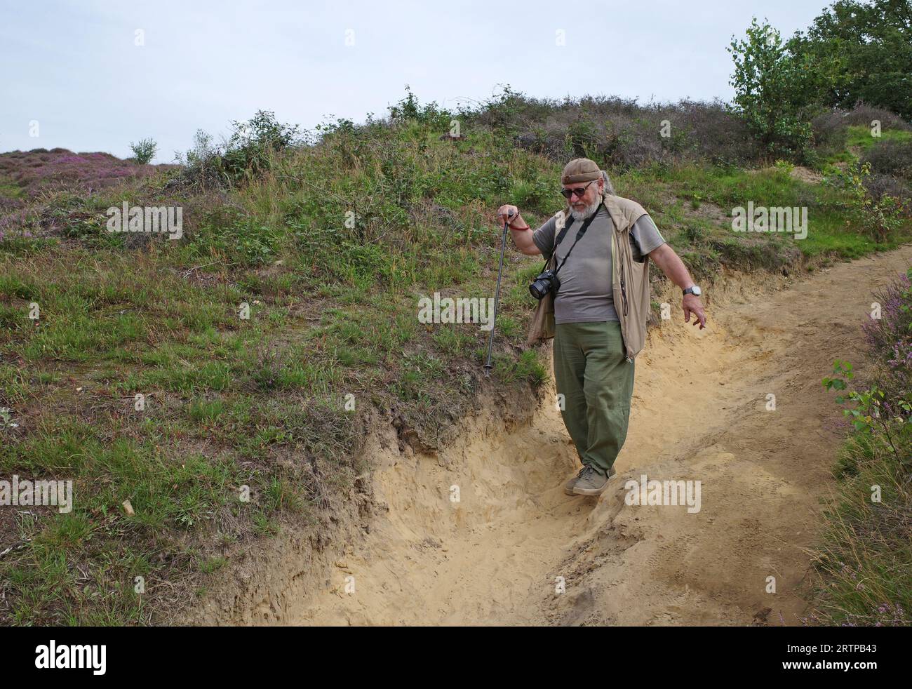 Stout-Mann von 70 mit einer Rohrwanderung auf einem Sandweg. Der Weg geht bergab und wird vom Regen ausgewaschen. Um ihn herum blüht das Heidekraut Stockfoto