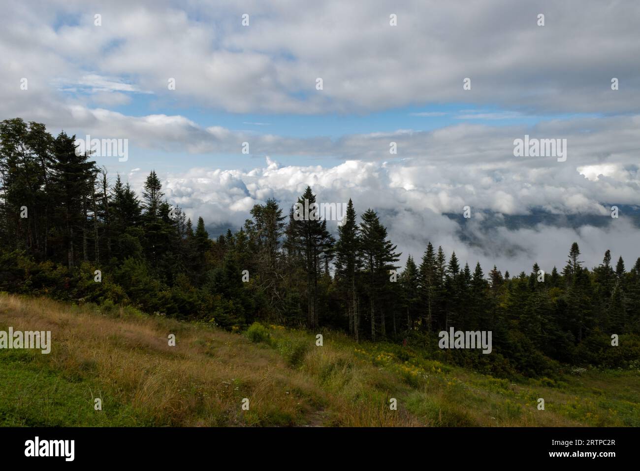 Wiesen, Kiefern und Wolken auf dem Gipfel des Berges bedeuten perfekte Gelassenheit mit einem Hauch von Unheil Stockfoto