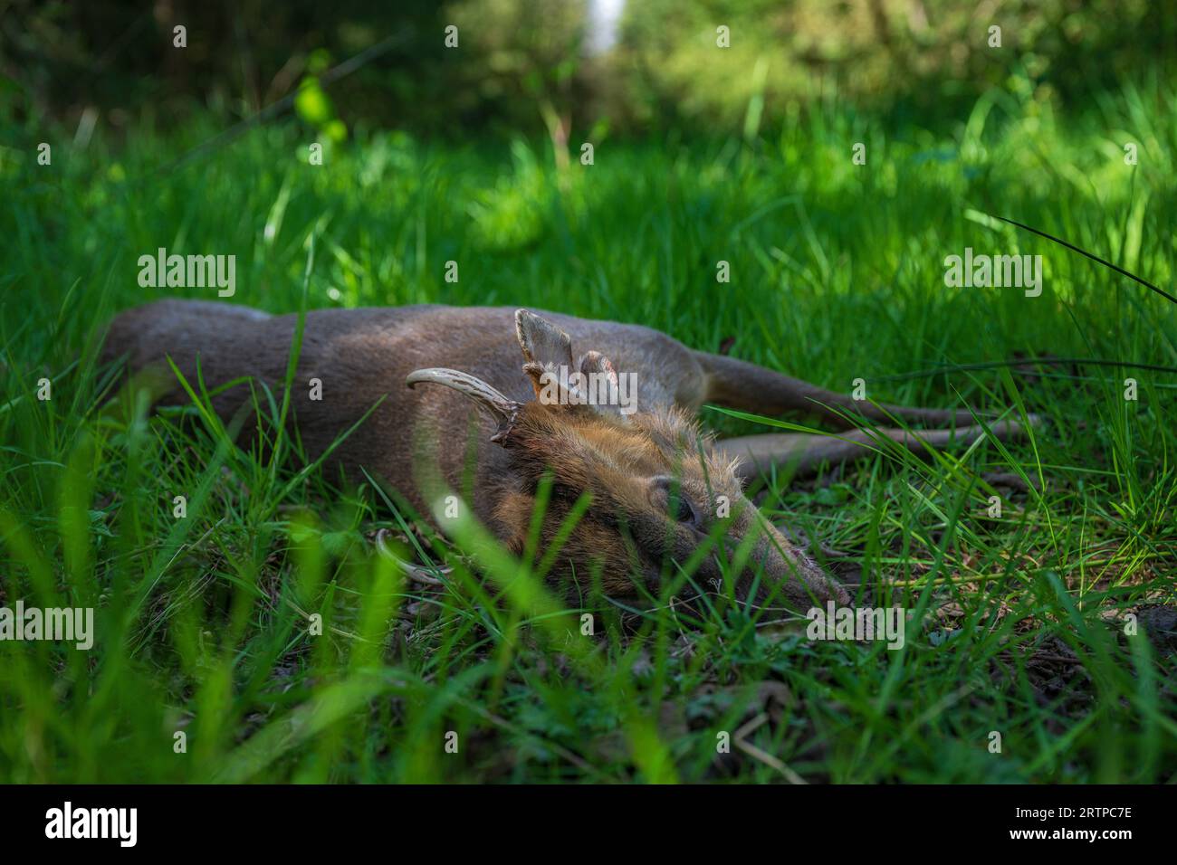 Ein Muntjac-Hirsch, Buck oder Männchen, das von einem Hirschstalker im Rahmen eines Hirschbewirtschaftungsprogramms gekeult wurde Stockfoto