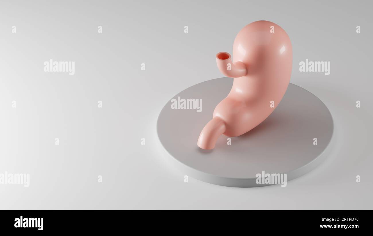 Isometrische 3D-Darstellung des stilisierten menschlichen Magens auf grauem Sockel. Inspiriert von flachen Designtrends Stockfoto