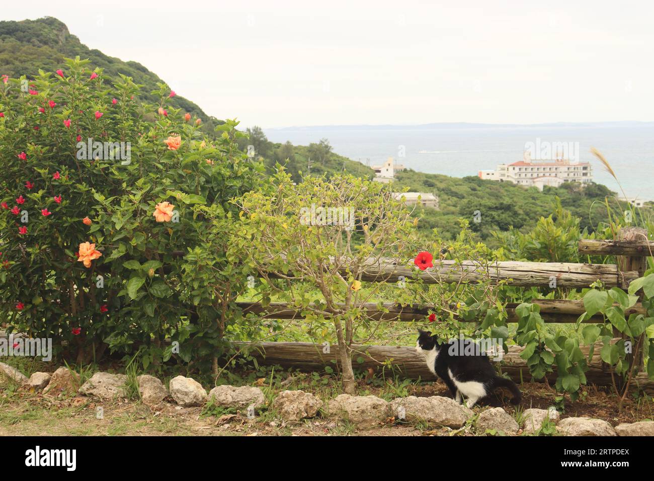 Streunende Katze nimmt Nummer zwei in Okinawa, Japan Stockfoto