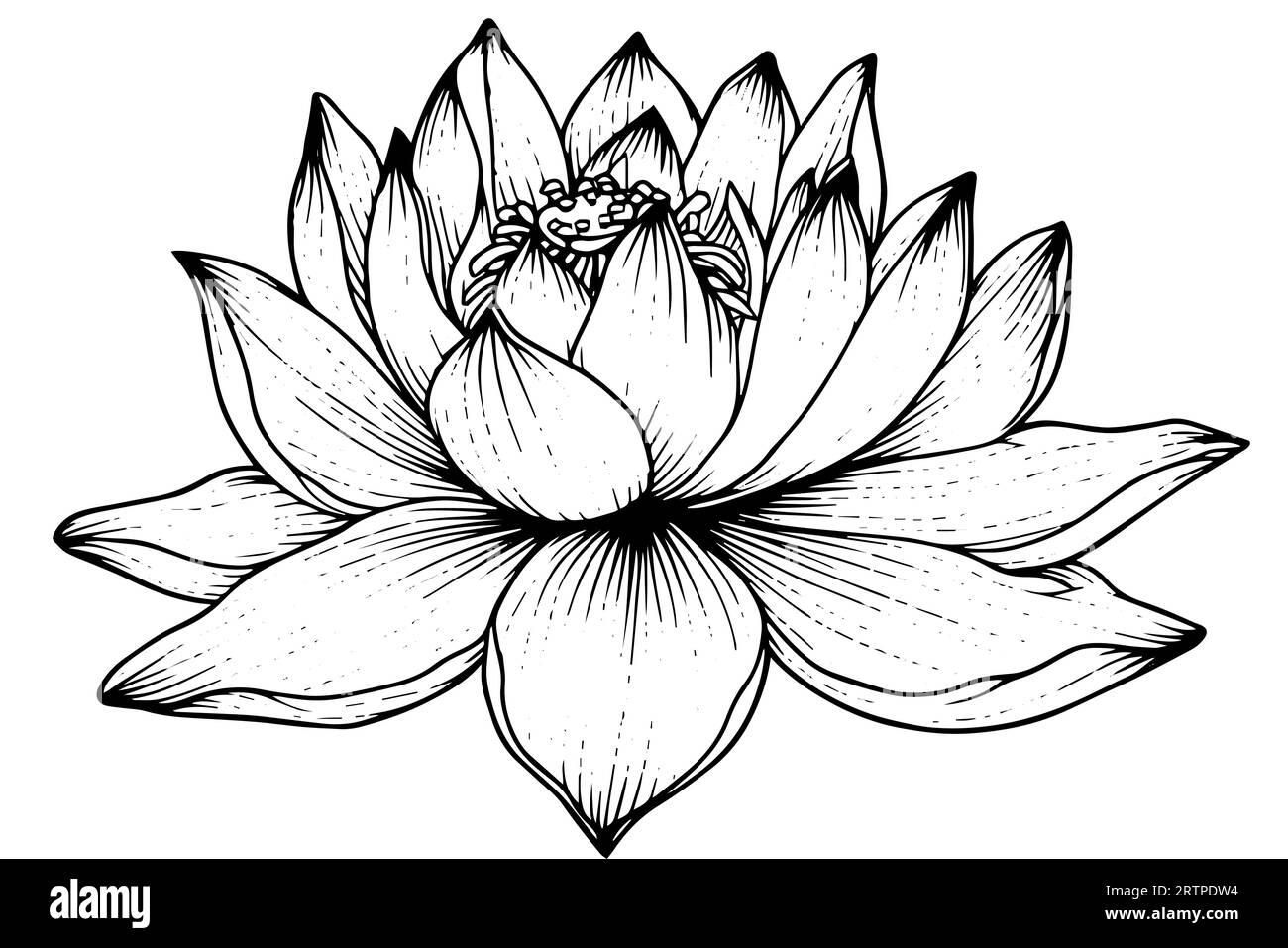 Eine Lotoslilie Wasserblume in einer Vintage Holzschnitt Gravur Stil Vektor Illustration. Stock Vektor