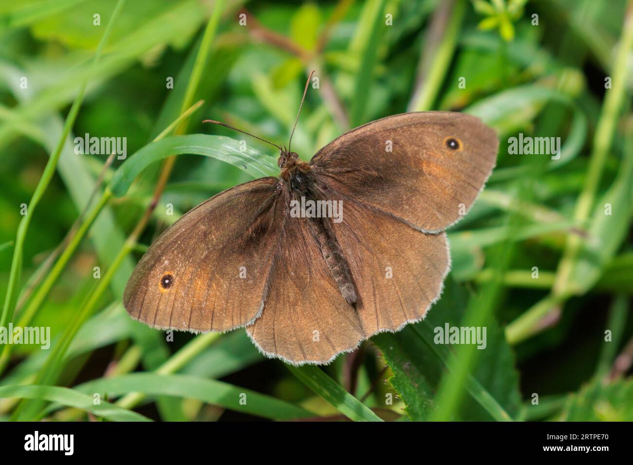 Meadow Brown Butterfly, Maniola jurtina, Sussex, UK Stockfoto
