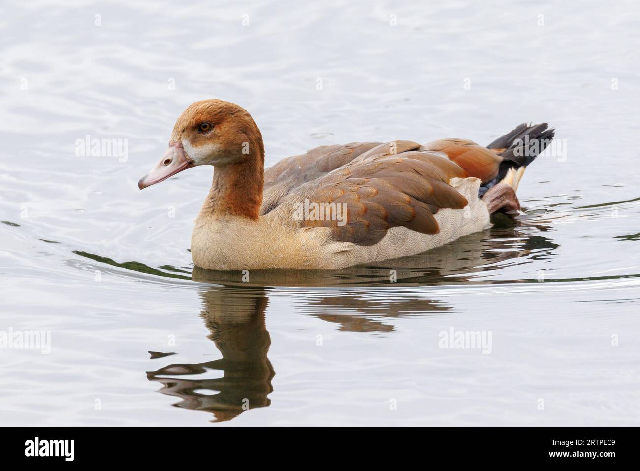 Jugendliche ägyptische Gans, Alopochen aegyptiaca, die auf dem Wasser schwimmen. Sussex, Großbritannien Stockfoto