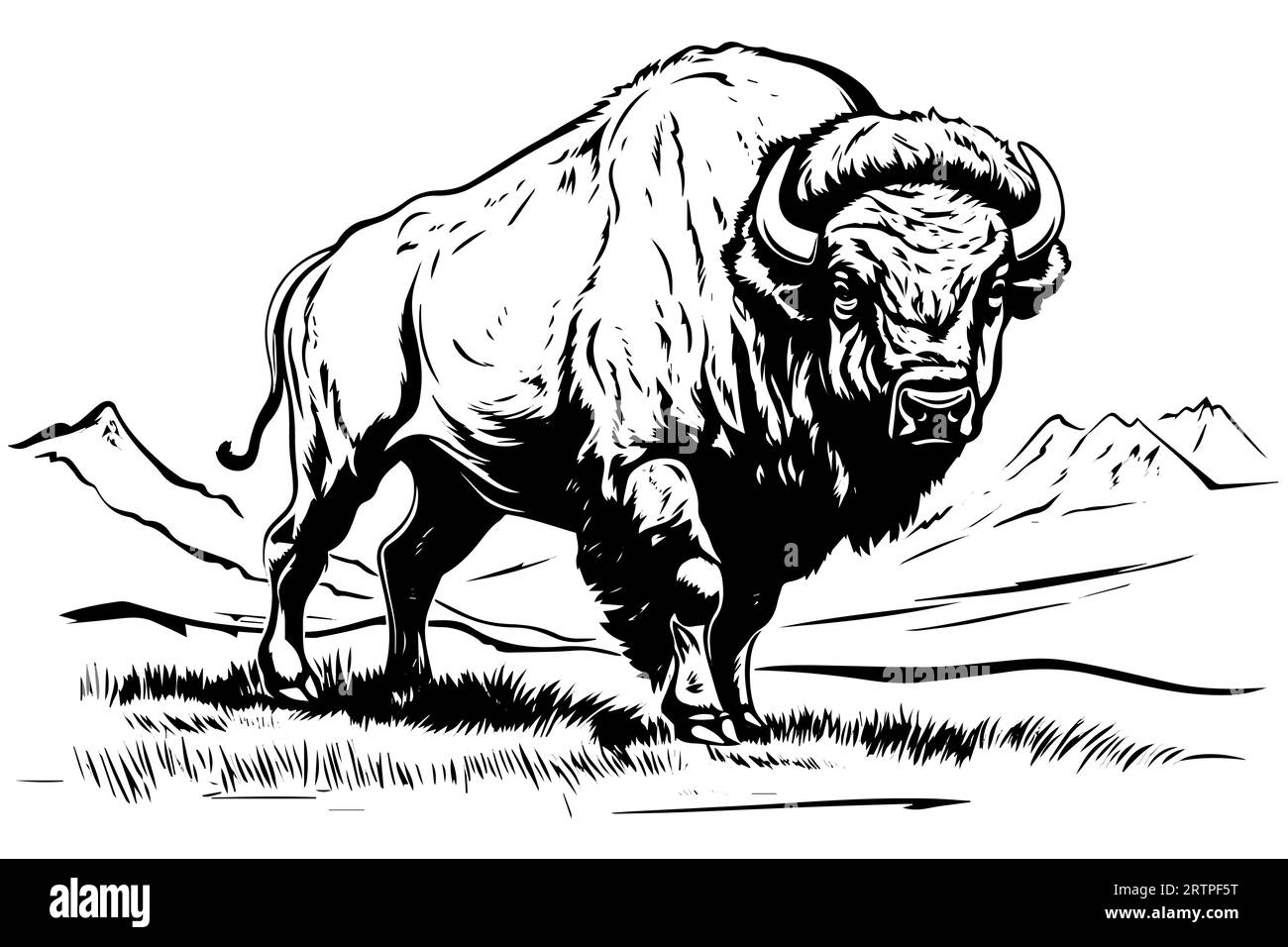 Von Hand gezeichneter Büffel. Vektorillustration des Stierstich-Stils. Stock Vektor