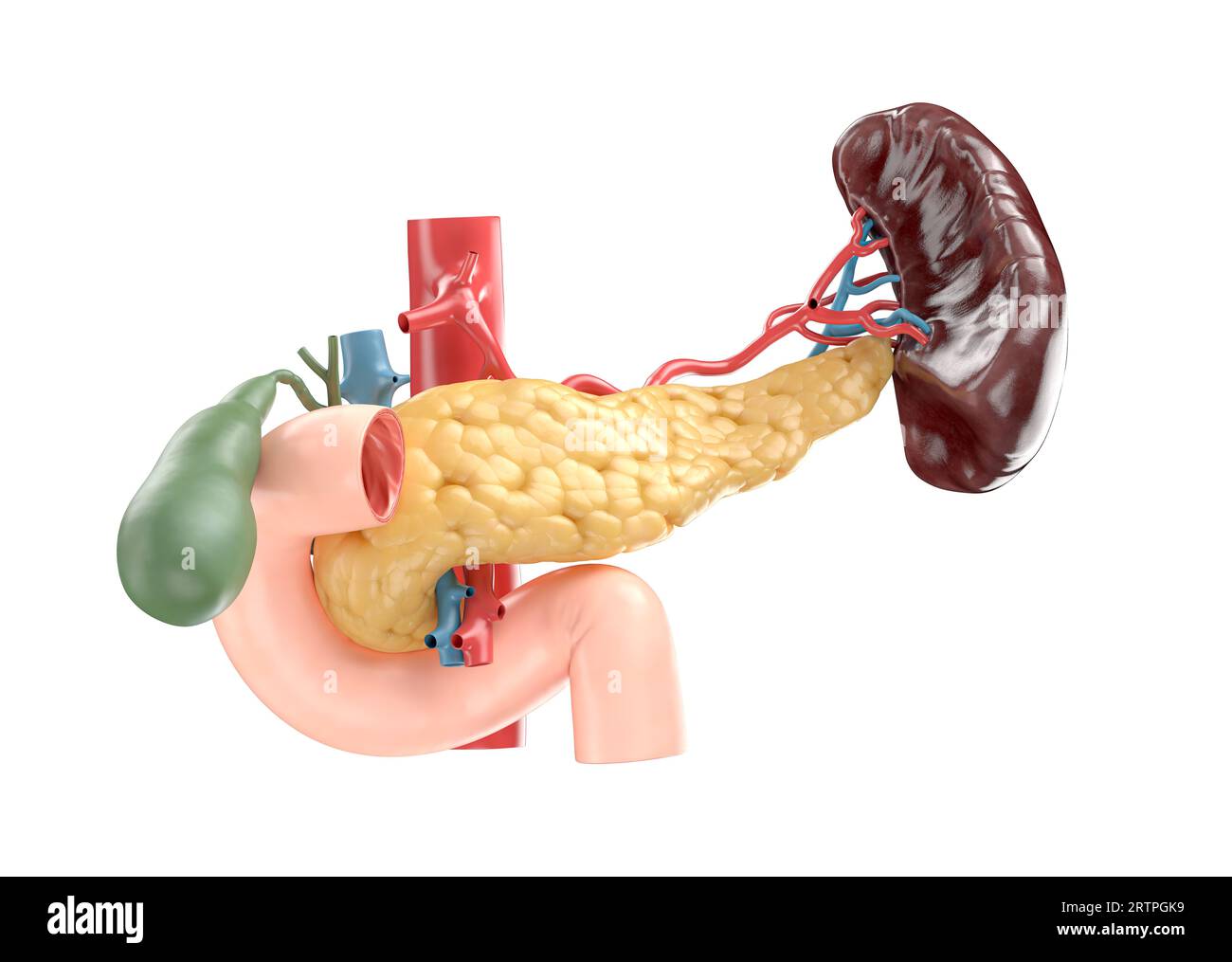 Anatomisch genaue Darstellung des menschlichen Pankreas mit Gallenblase, Duodenum, Milz und Blutgefäßen. 3D-Rendering Stockfoto