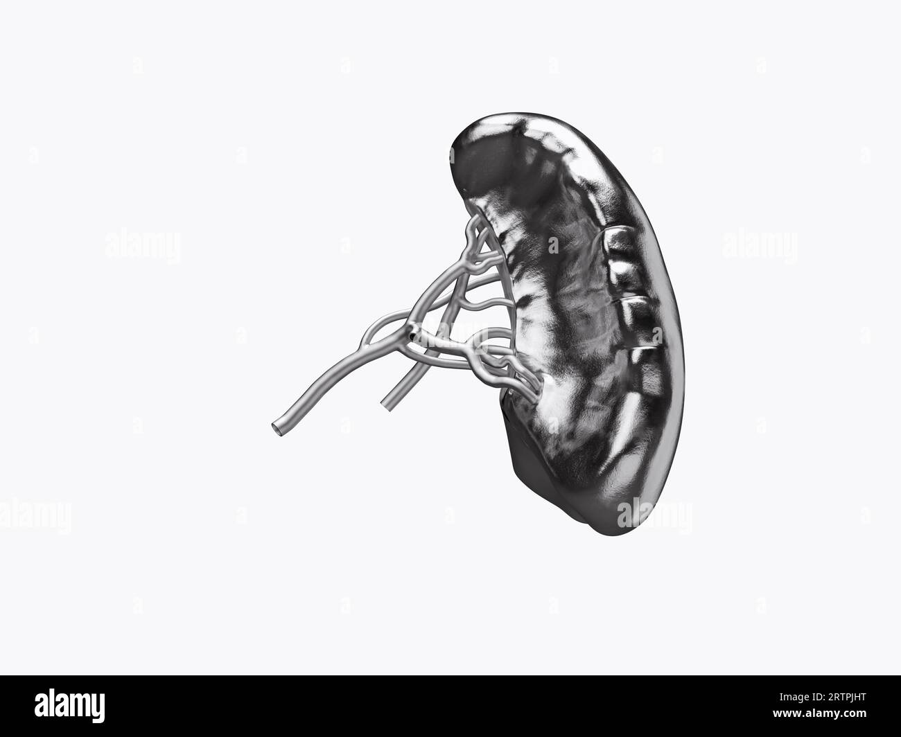 3D-Illustration der menschlichen Milz aus Metall isoliert auf weißem Hintergrund Stockfoto