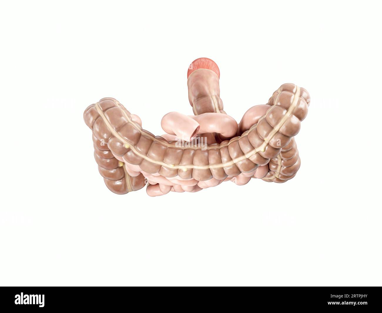 3. Illustration des menschlichen inneren Organs - Darm. Groß- und Dünndarm isoliert auf weiß, Draufsicht Stockfoto