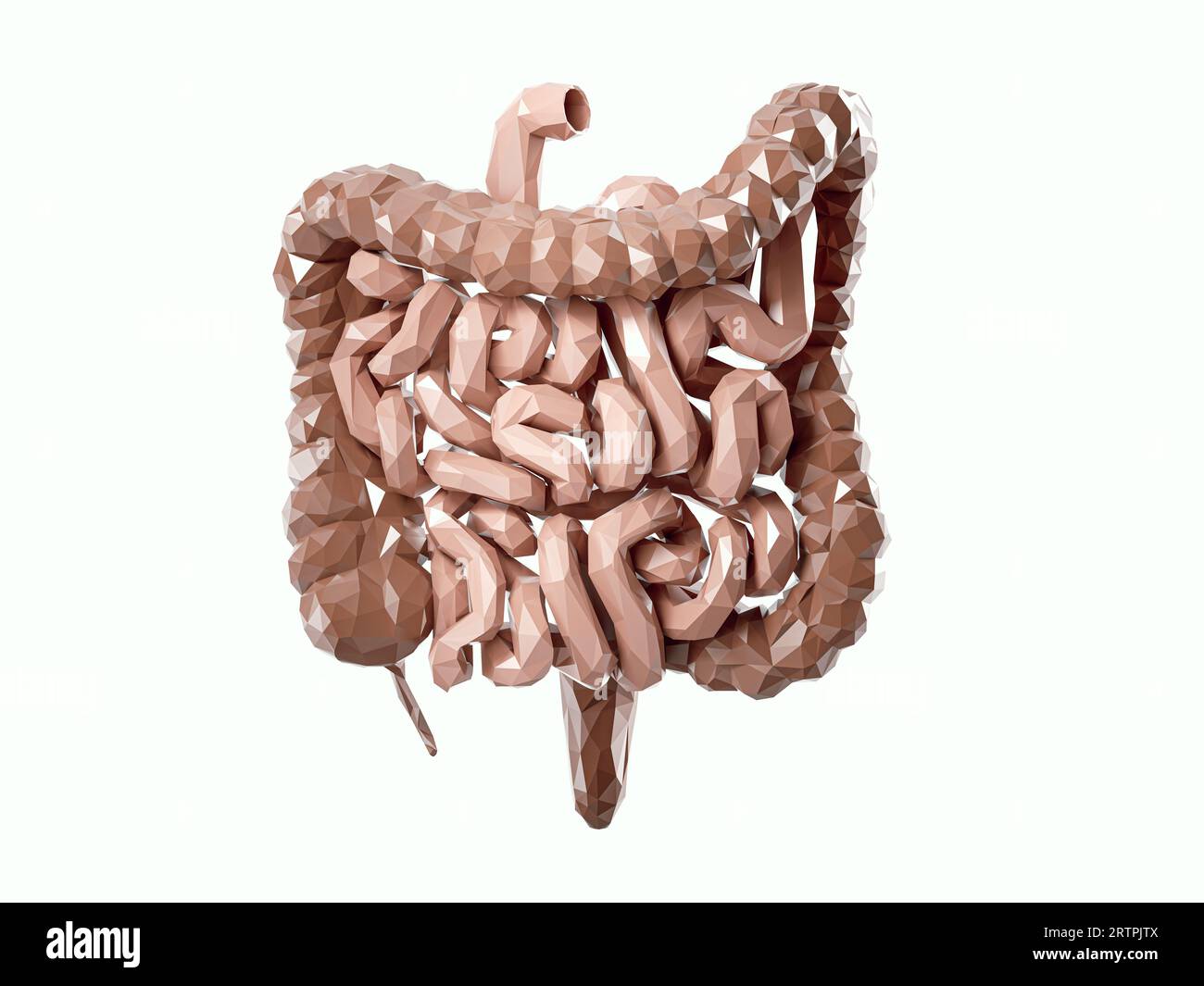3. Illustration des abstrakten Low-Poly-menschlichen inneren Organs - Darm. Grob- und Dünndarm isoliert auf weiß Stockfoto