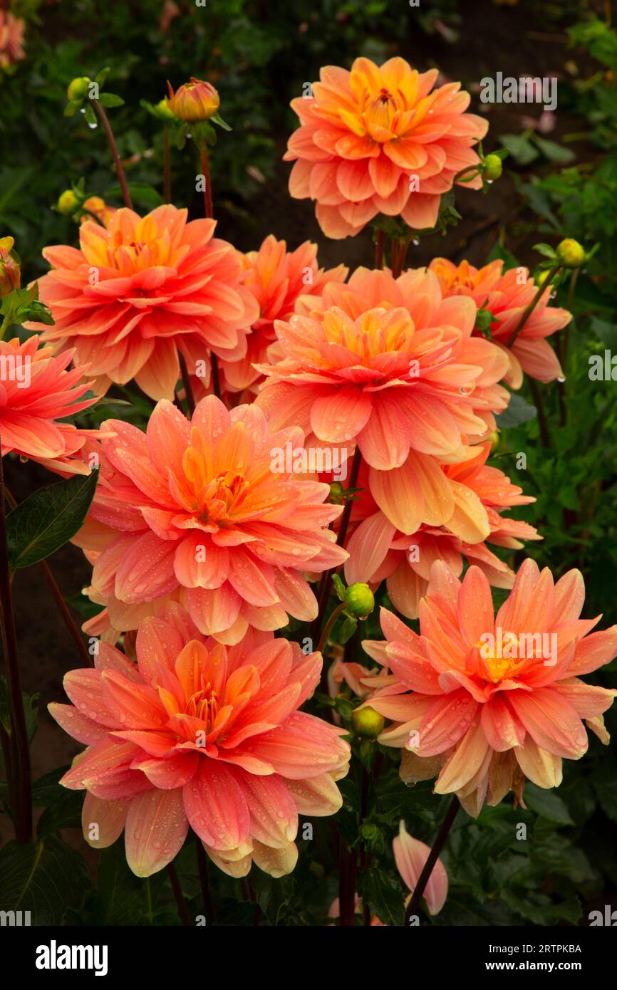 My Forever Dahlia, Swan Island Dahlias, Canby, Oregon Stockfoto