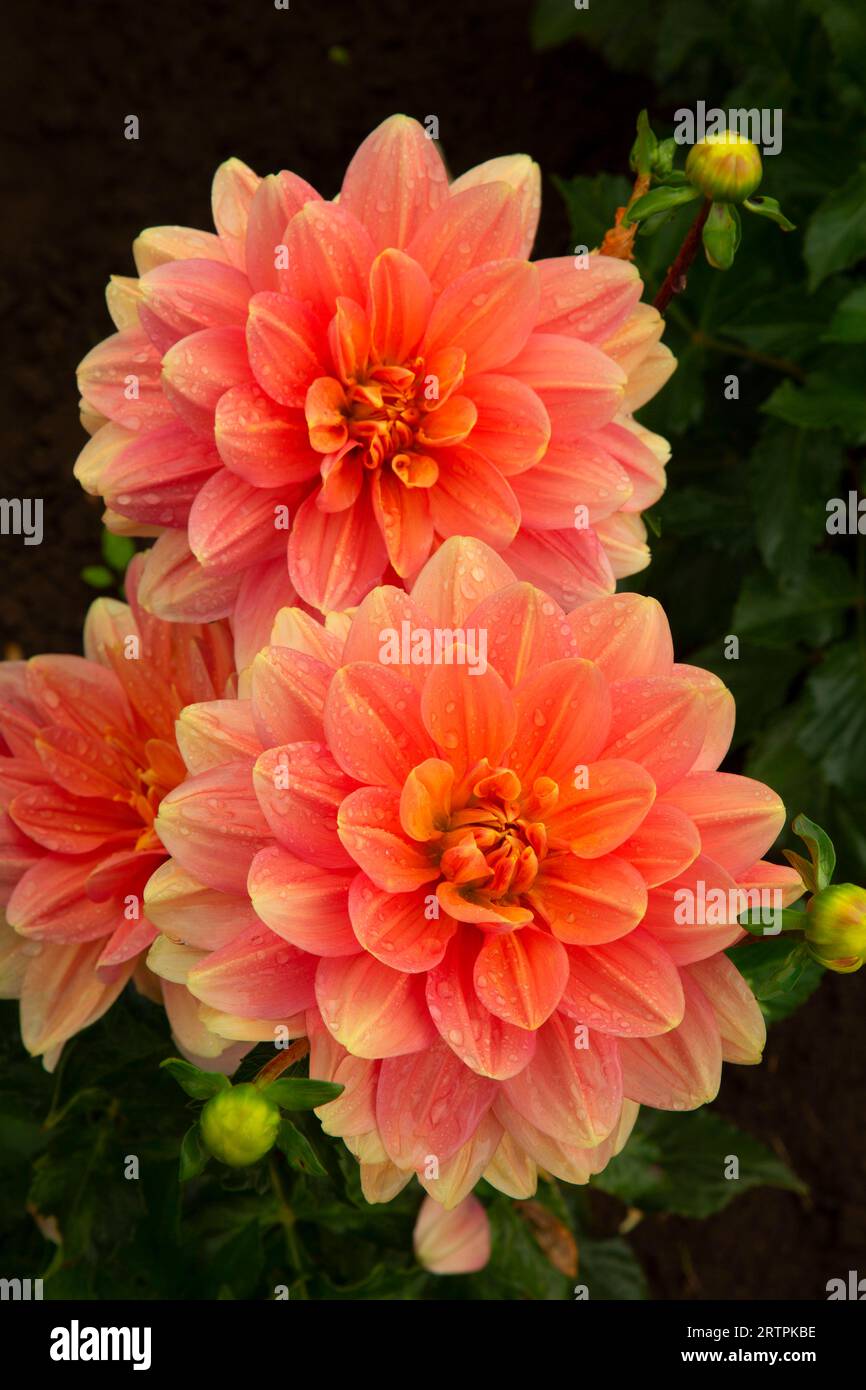 My Forever Dahlia, Swan Island Dahlias, Canby, Oregon Stockfoto