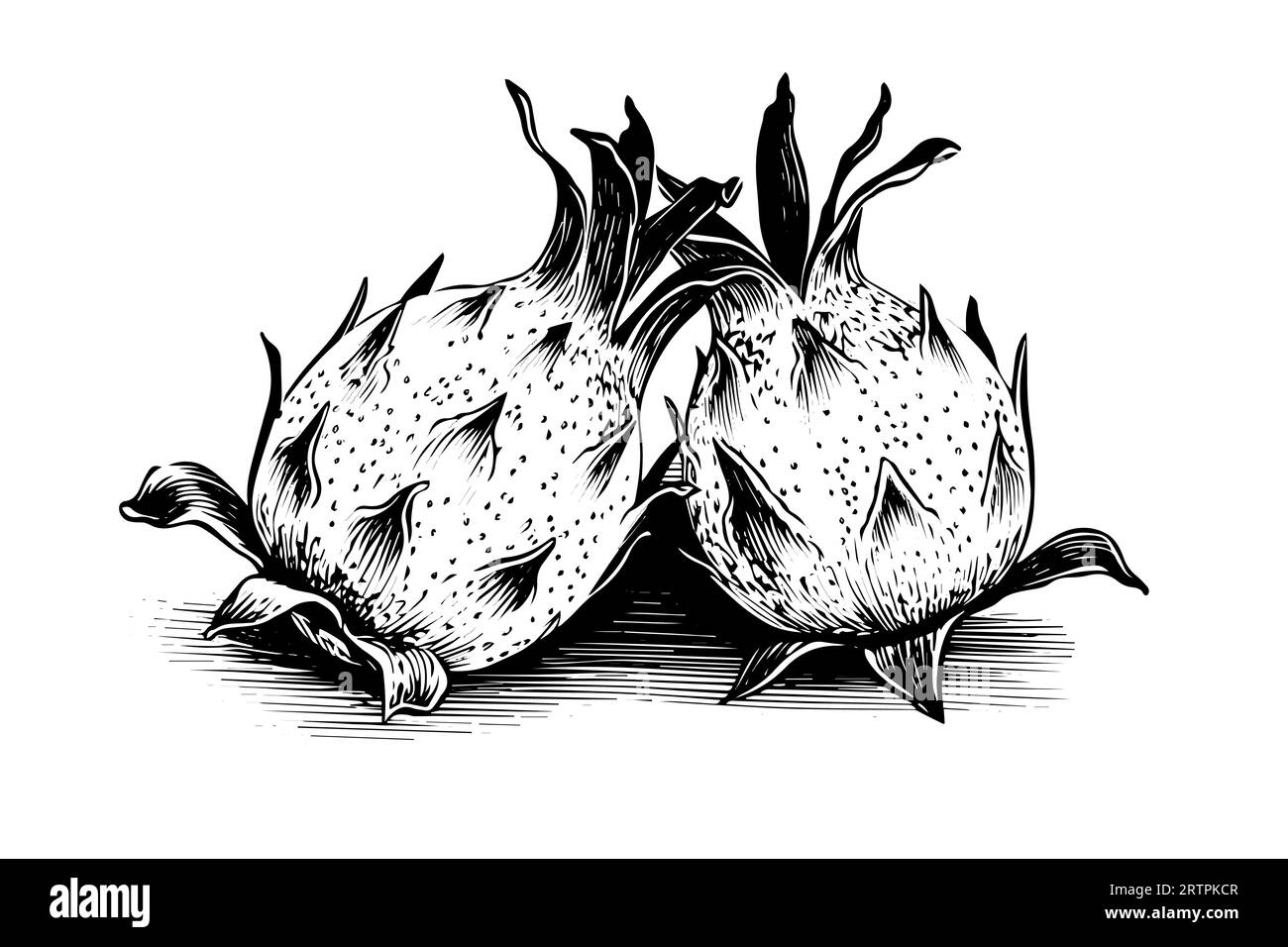 Pitaya oder Drachenfrucht handgezeichnete Tuschezeichnung. Gravur Vektorillustration im Vintage-Stil. Stock Vektor