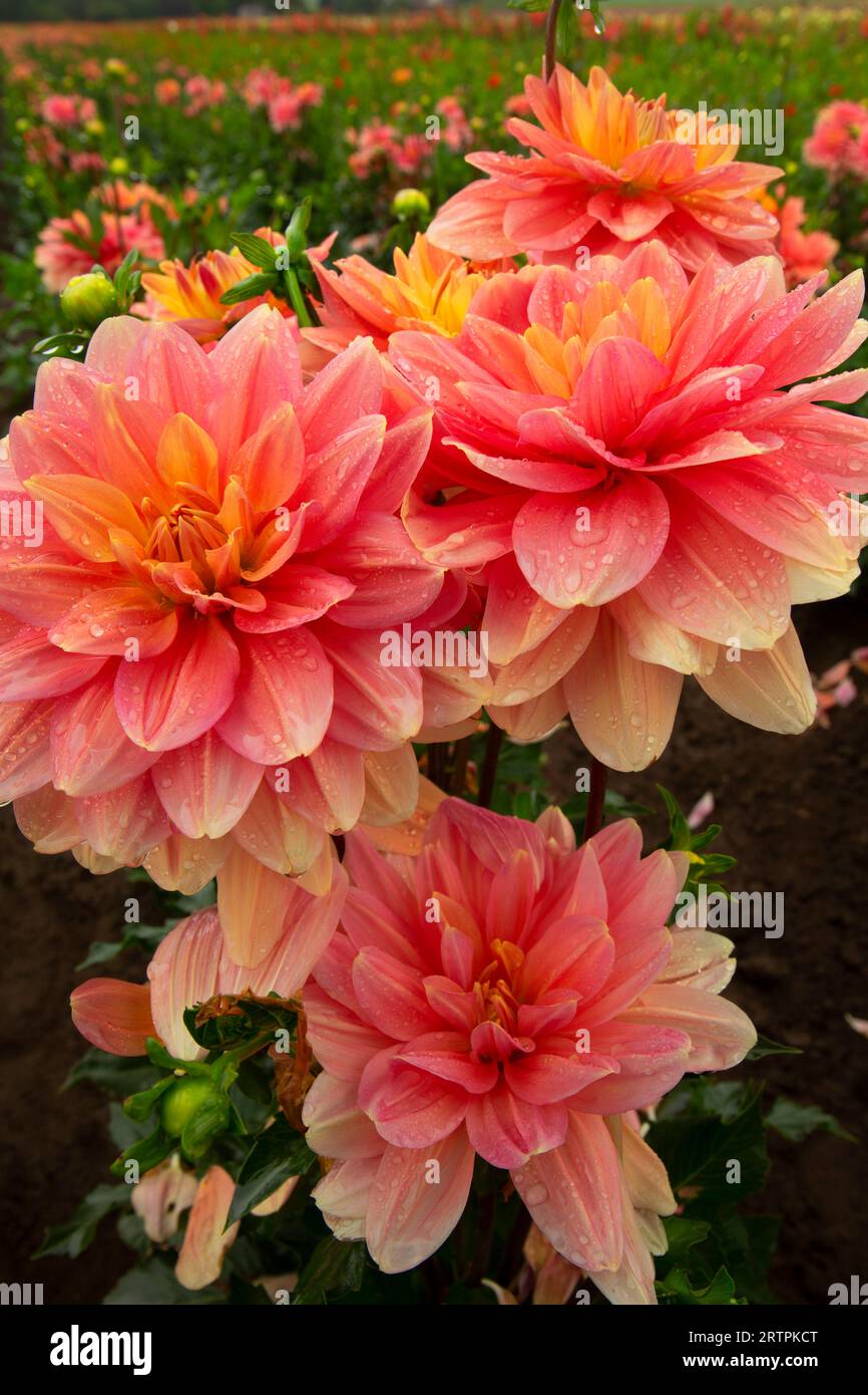 My Forever Dahlia, Swan Island Dahlias, Canby, Oregon Stockfoto