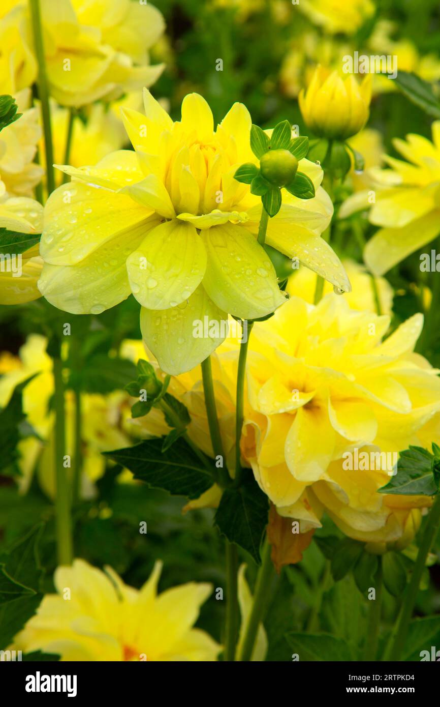 Limonade Dahlia, Swan Island Dahlias, Canby, Oregon Stockfoto