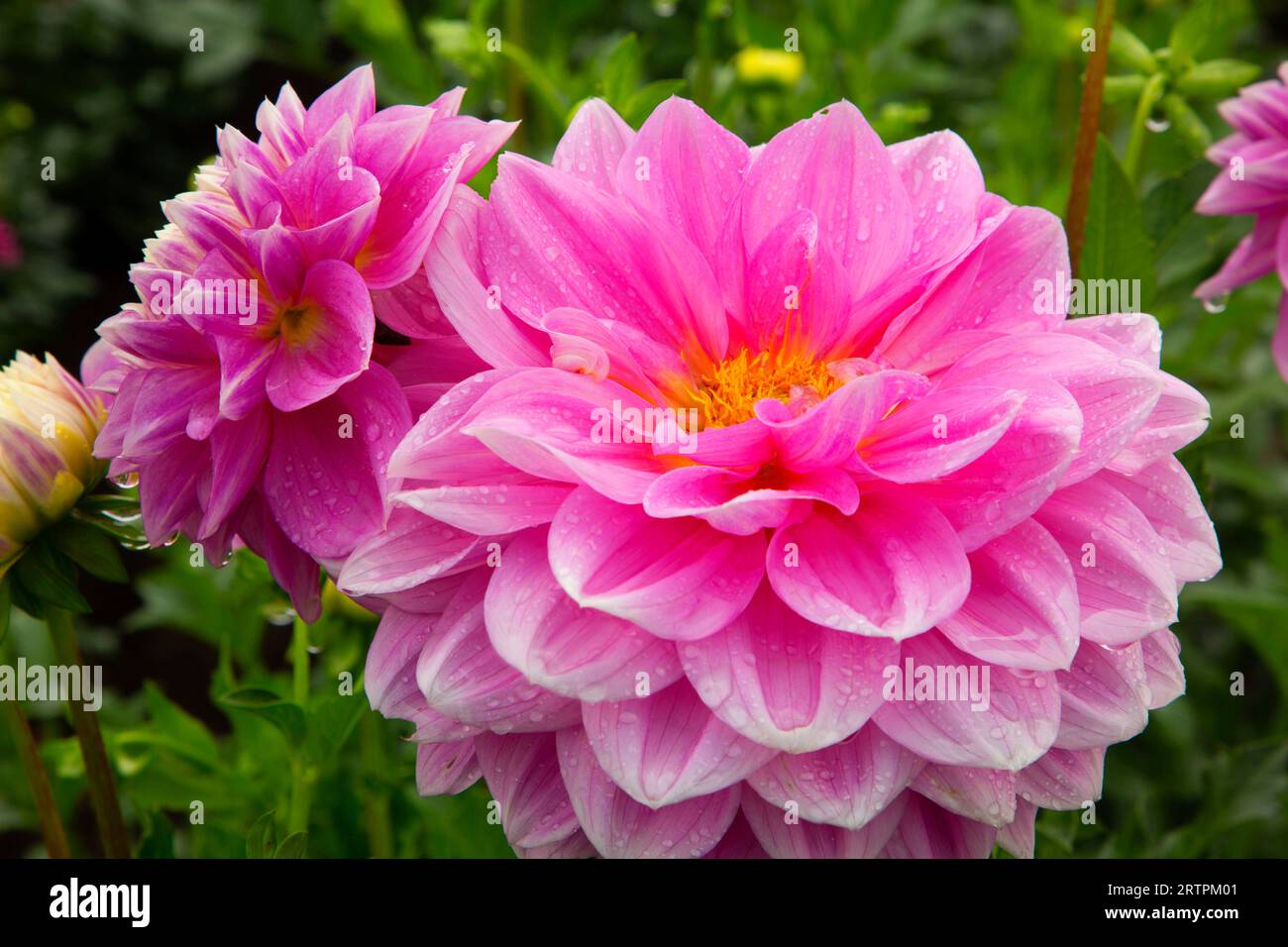 Gemini Dahlia, Swan Island Dahlias, Canby, Oregon Stockfoto