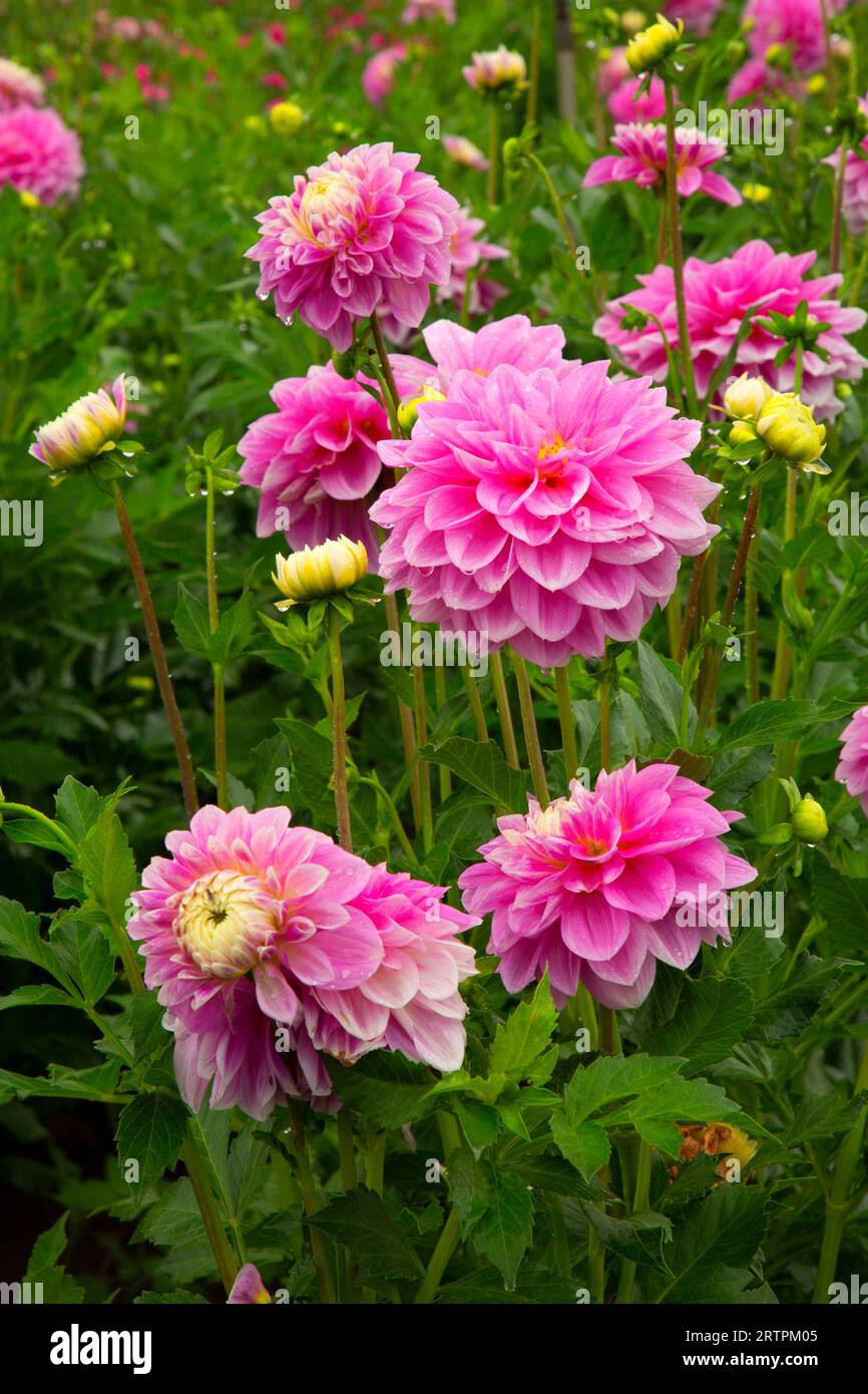 Gemini Dahlia, Swan Island Dahlias, Canby, Oregon Stockfoto