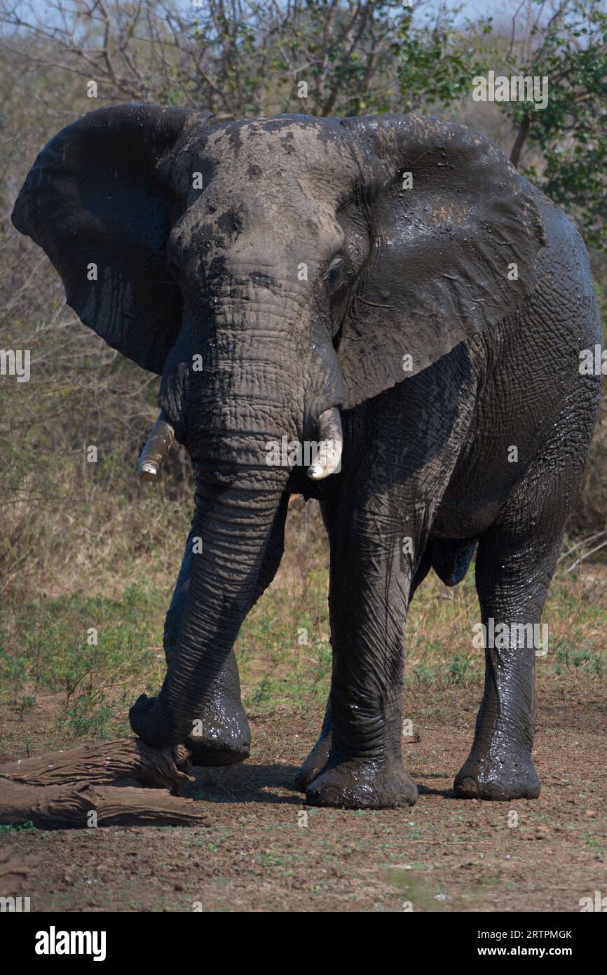 Afrikanischer Elefant. Elefante africano. Stockfoto