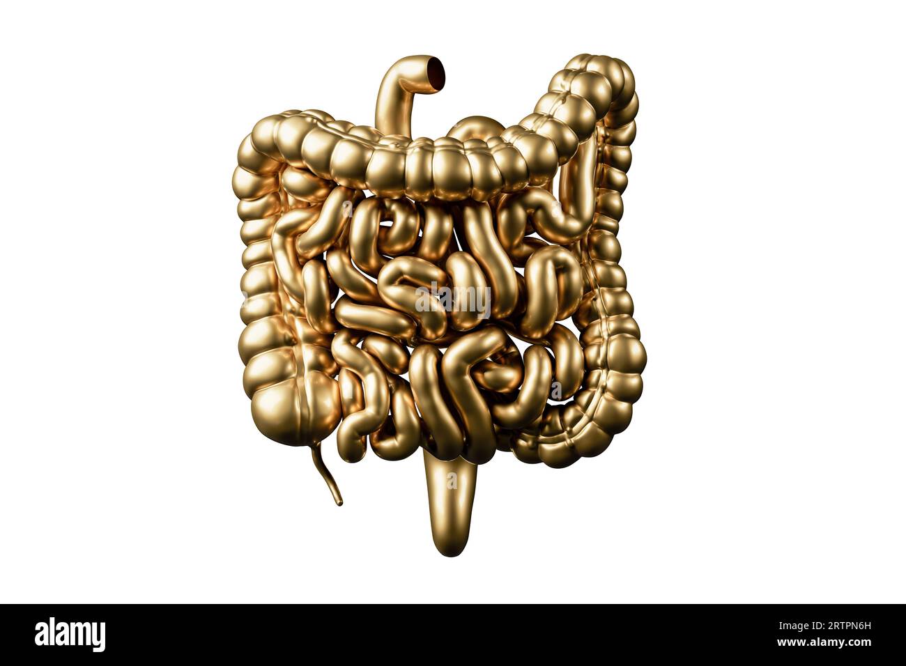 3. Illustration des goldenen menschlichen Darms. Grob- und Dünndarm aus Gold isoliert auf weißem Hintergrund Stockfoto