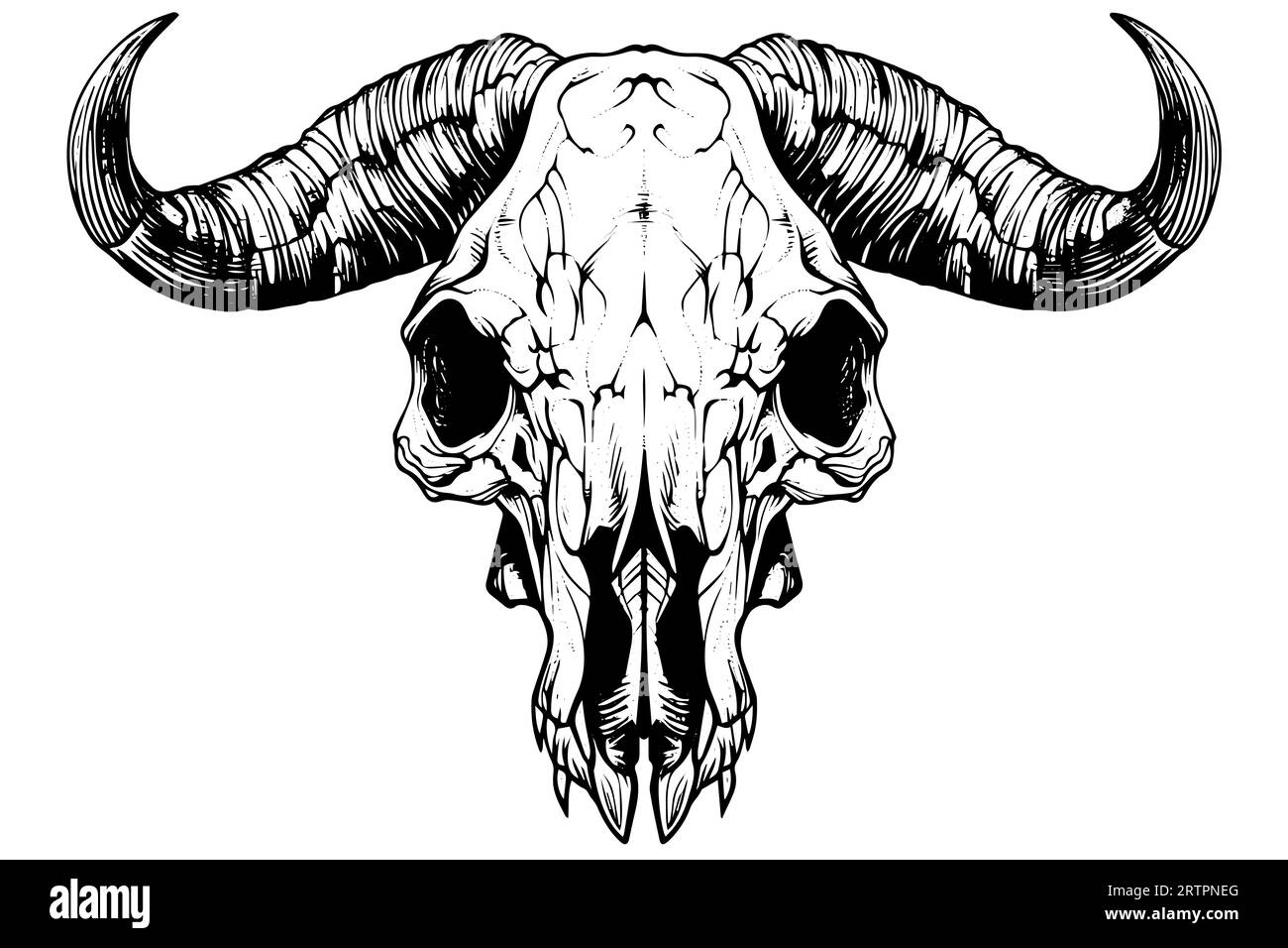 Büffelschädel handgezeichnete Vektorillustration im Gravurstil mit Tintenskizze. Stock Vektor