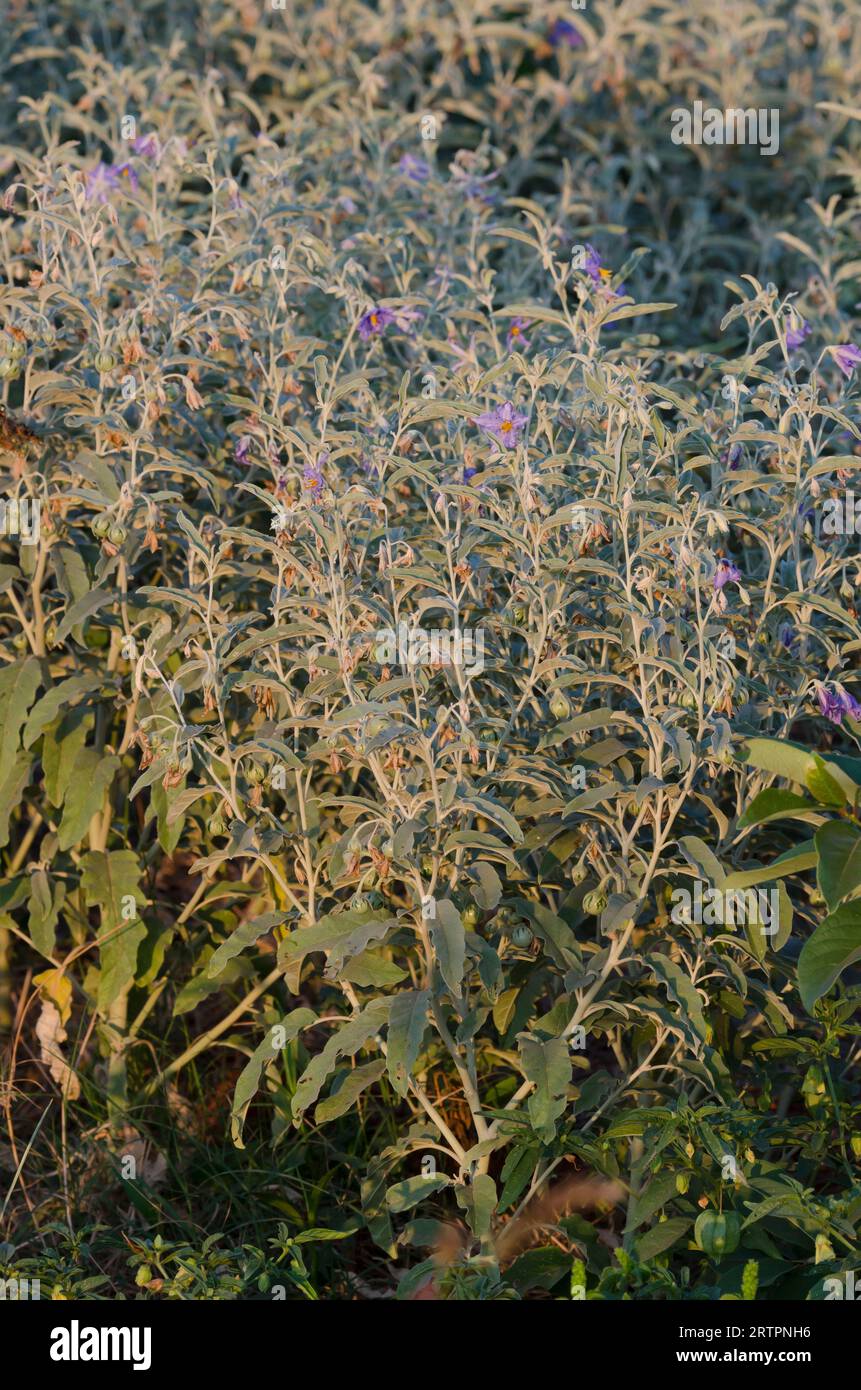 Silverleaf Nightshade, Solanum elaeagnifolium Stockfoto