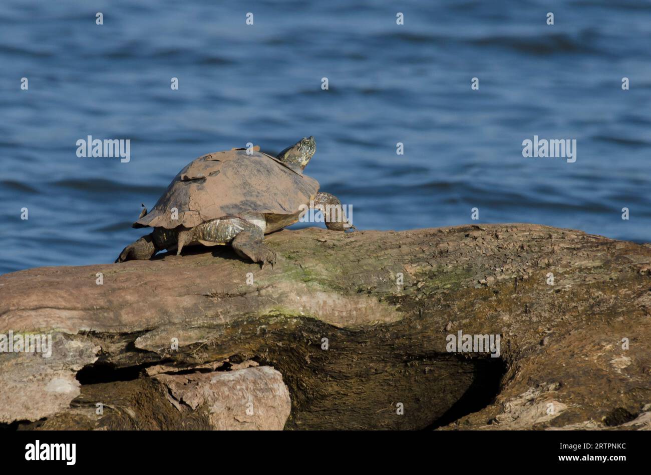 Eastern River Cooter, Pseudemys concinna concinna, sonnenbaden Stockfoto