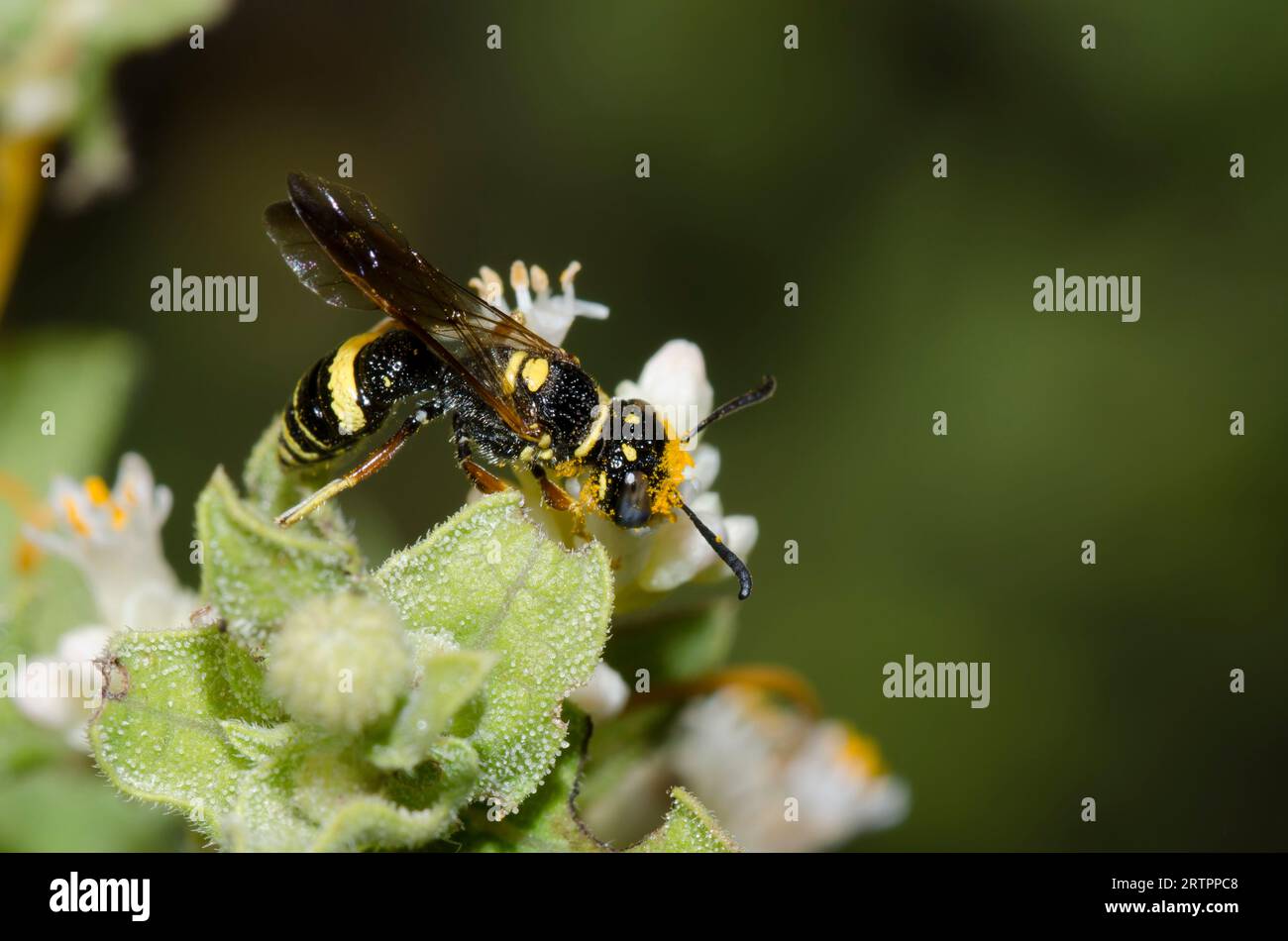 Beewolf, Philanthus gibbosus, Nahrungssuche auf Cusp Dodder, Cuscuta cuspidata Stockfoto