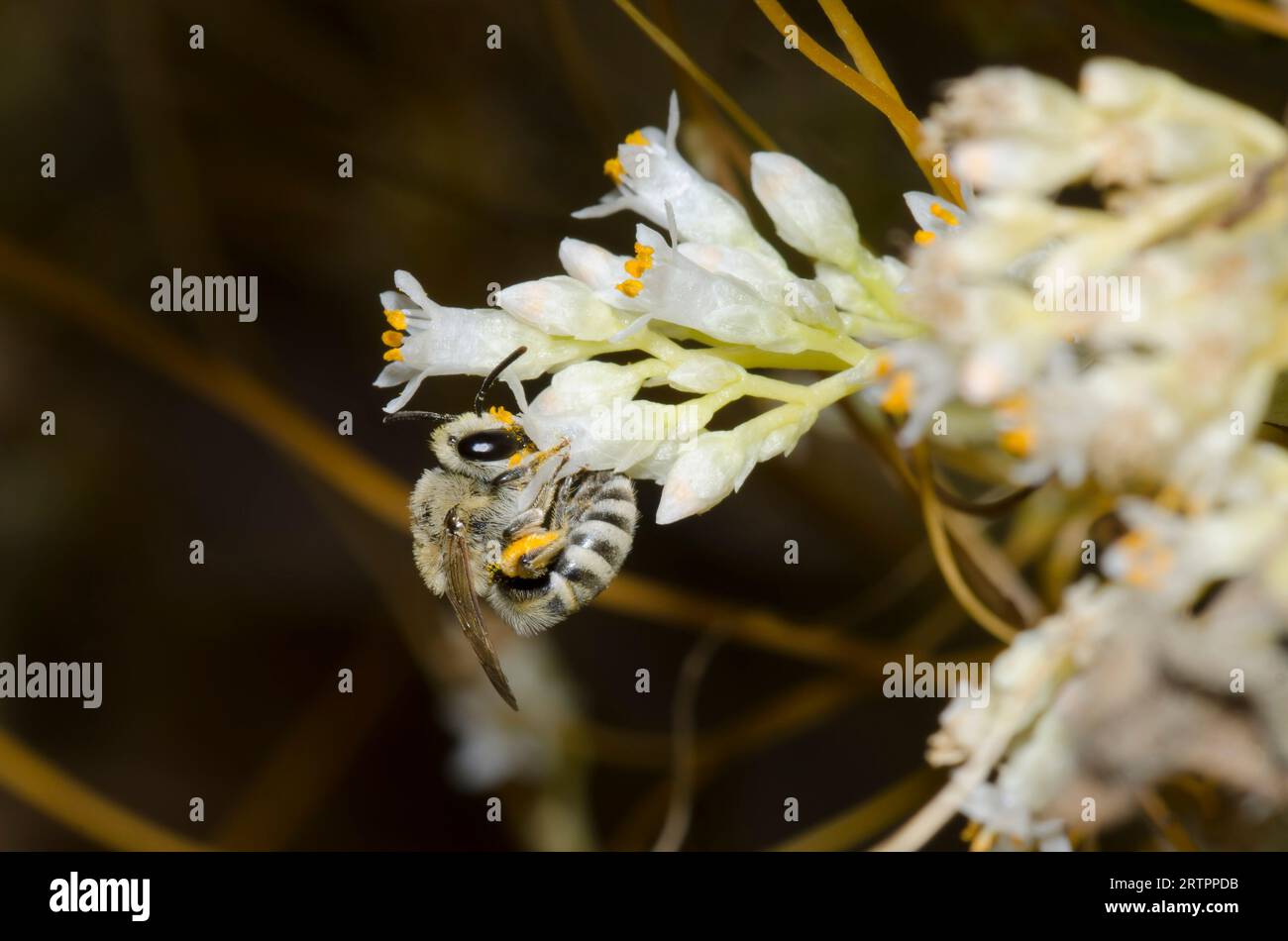 Cellophanbiene, Colletes sp., auf der Jagd nach Cusp Dodder, Cuscuta cuspidata Stockfoto