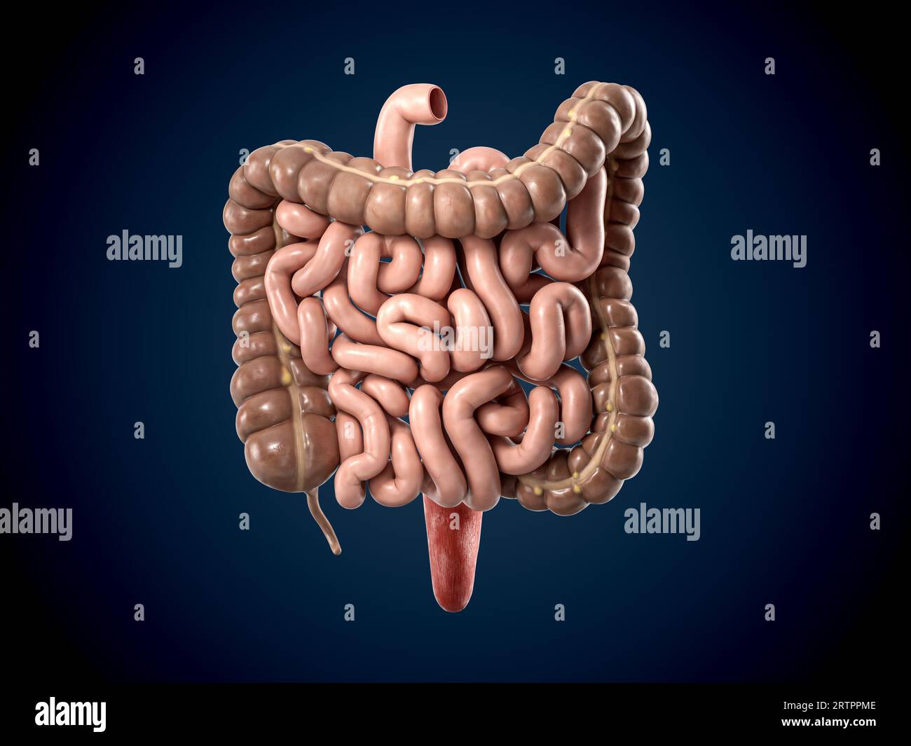 3. Illustration des menschlichen inneren Organs - Darm. Dickdarm und Dünndarm isoliert auf dunklem Hintergrund Stockfoto