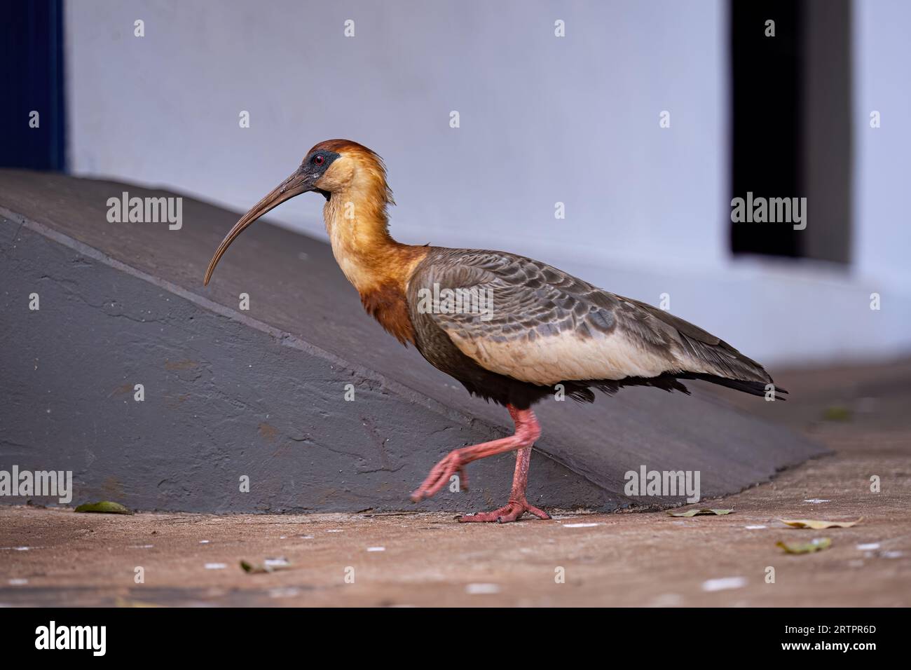 Buffhhalsiges Ibis der Art Theristicus caudatus Stockfoto