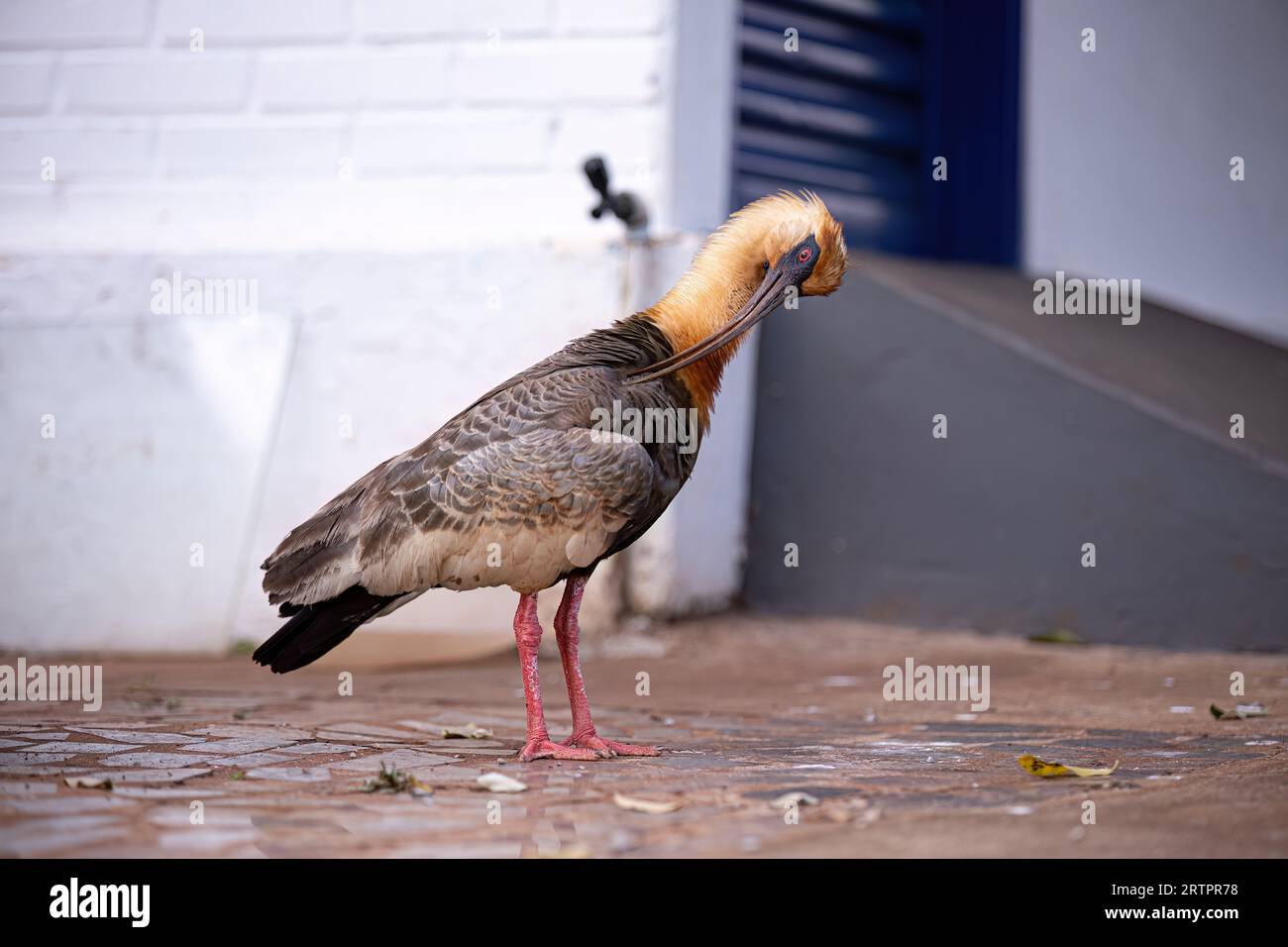 Buffhhalsiges Ibis der Art Theristicus caudatus Stockfoto