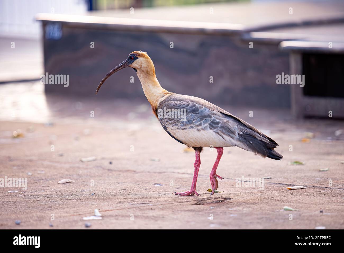 Buffhhalsiges Ibis der Art Theristicus caudatus Stockfoto