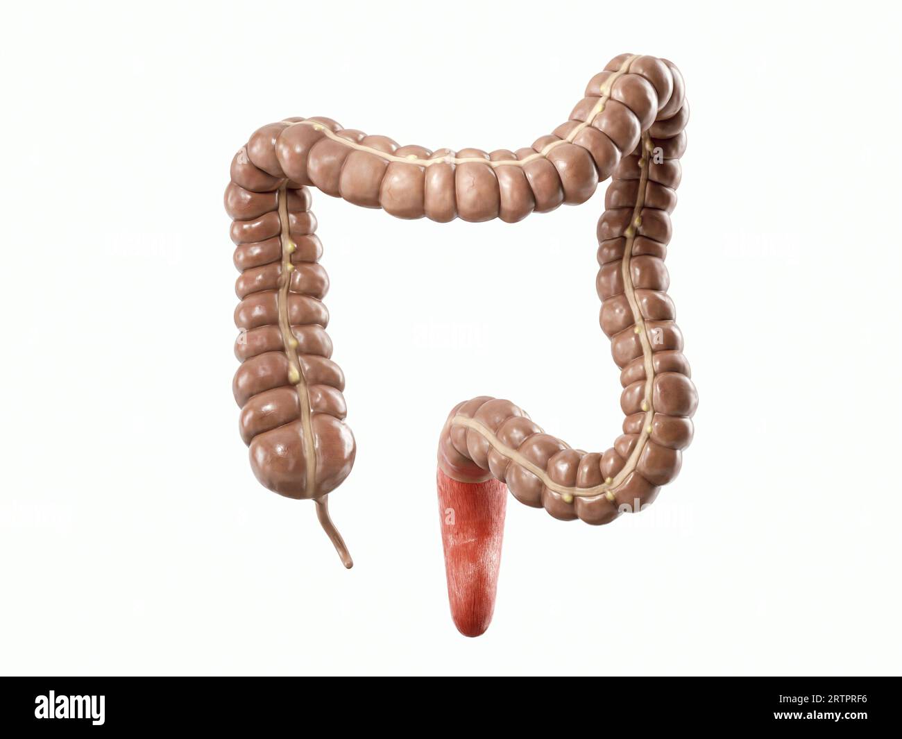 3. Illustration des menschlichen inneren Organs - Dickdarm. Dickdarm isoliert auf weiß Stockfoto