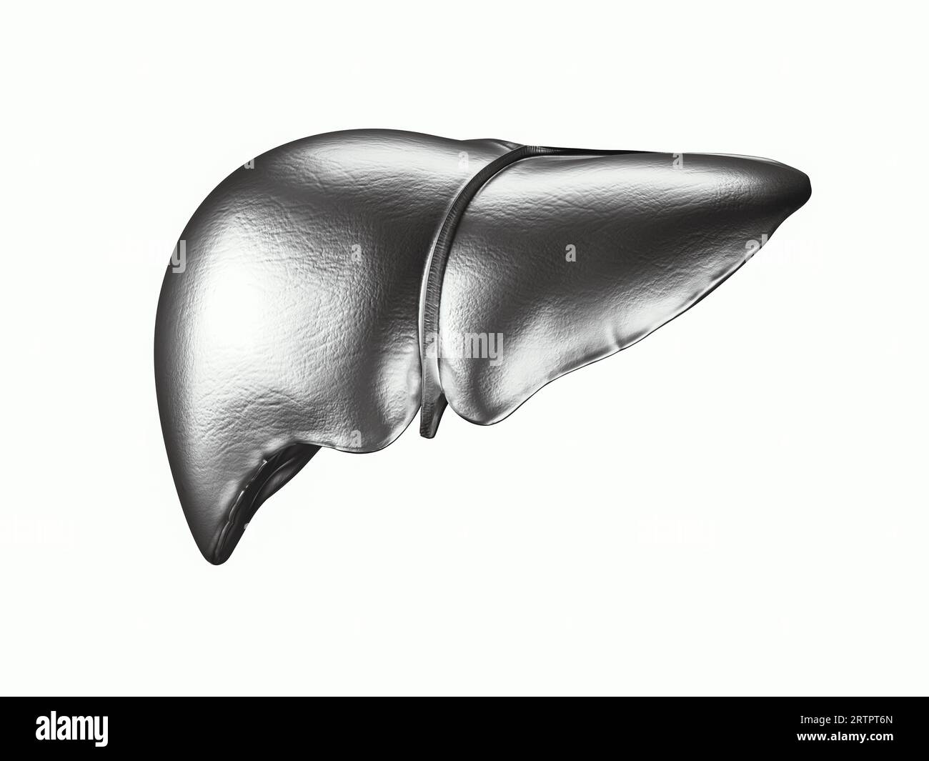 3. Darstellung der menschlichen Leber mit Gallenblase aus Metall isoliert auf weiß Stockfoto