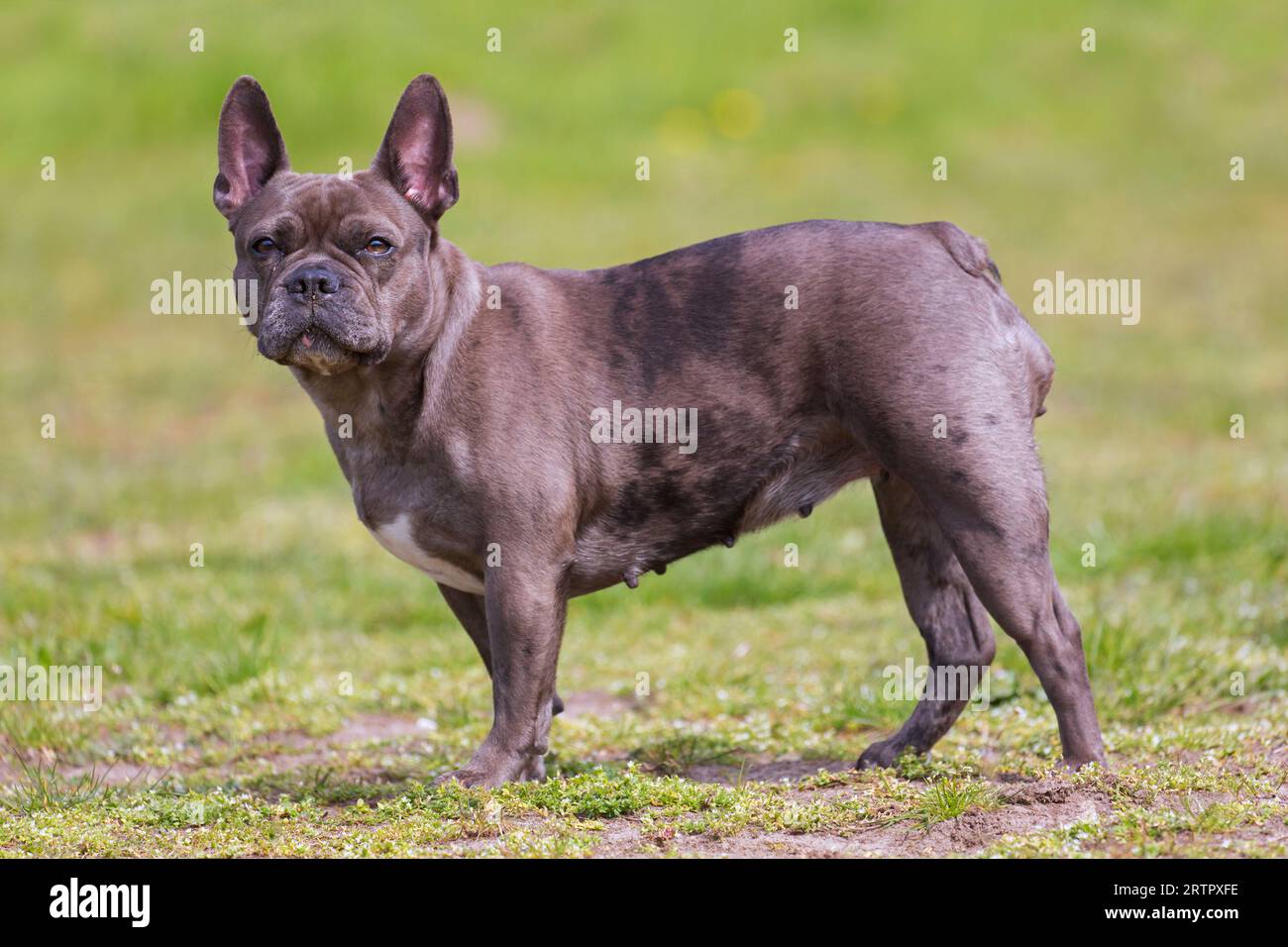 Französische Bulldogge mit flieder / Isabella frenchie / Bouledogue Francais, Rasse des französischen Begleithunds oder Spielzeughundes im Garten Stockfoto