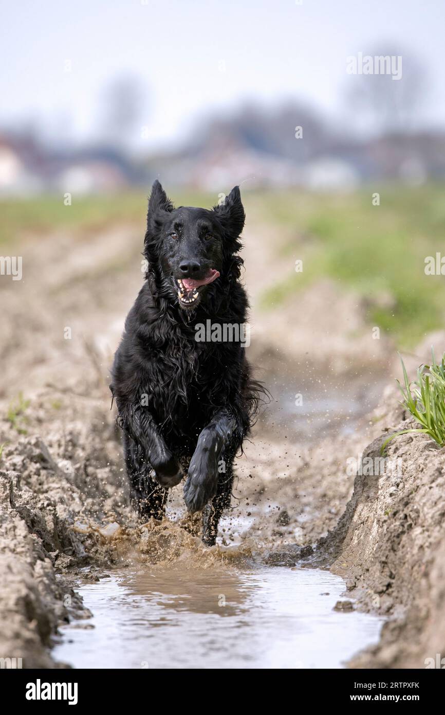 Schwarzer, flach beschichteter Retriever, Jagdhund/Jagdhund aus England, der schnell durch matschiges Feld läuft Stockfoto