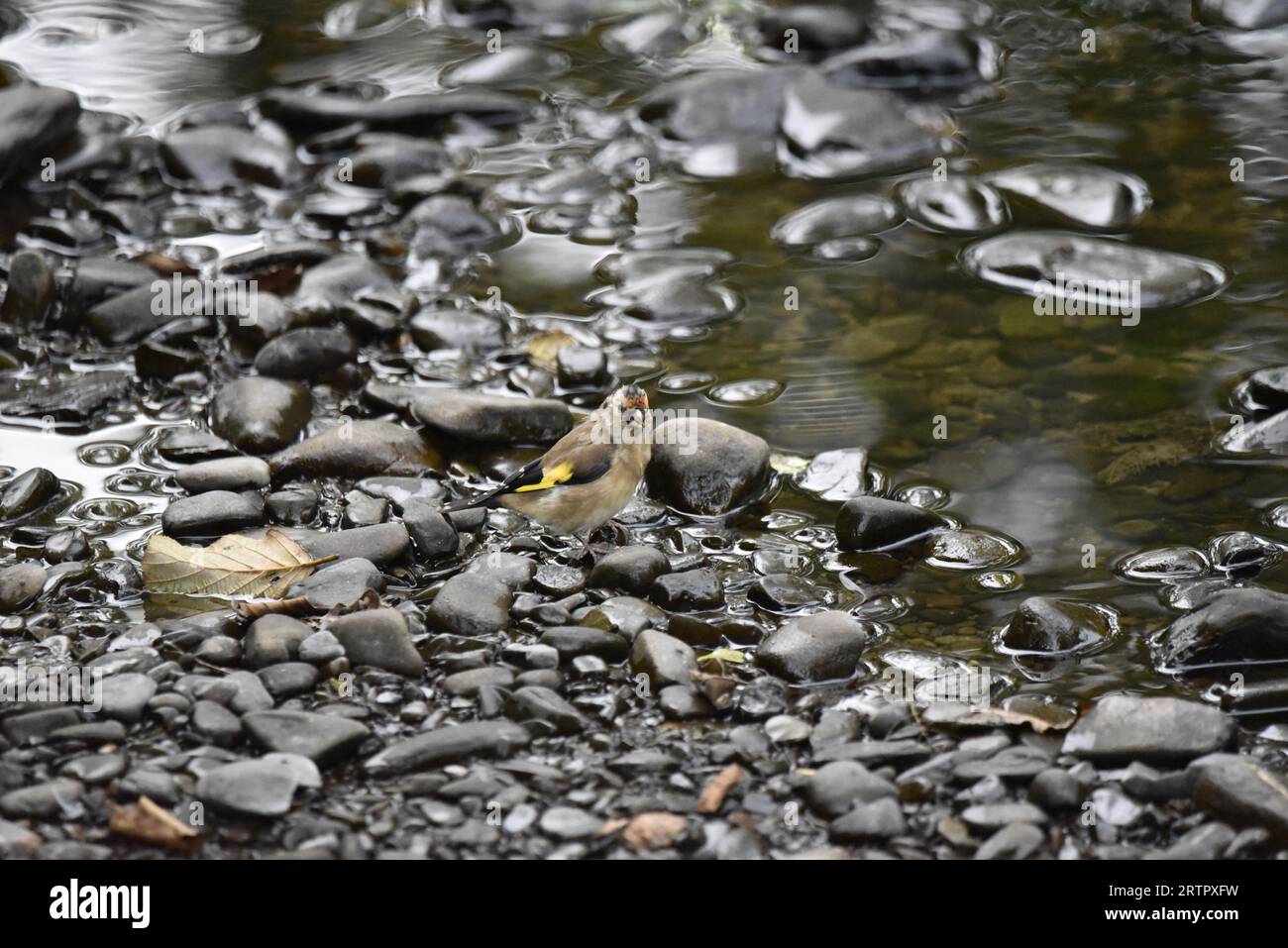Juveniler Europäischer Goldfinch (Carduelis carduelis), der auf Steinen am Rande eines Flusses in Wales steht, aufblickend auf Camera, aufgenommen im September Stockfoto