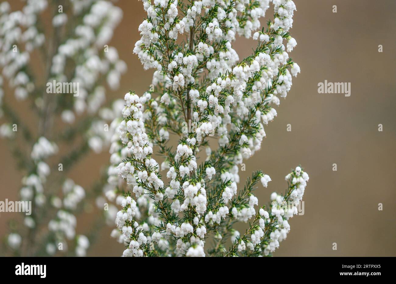 Erica arborea in der Blüte Stockfoto