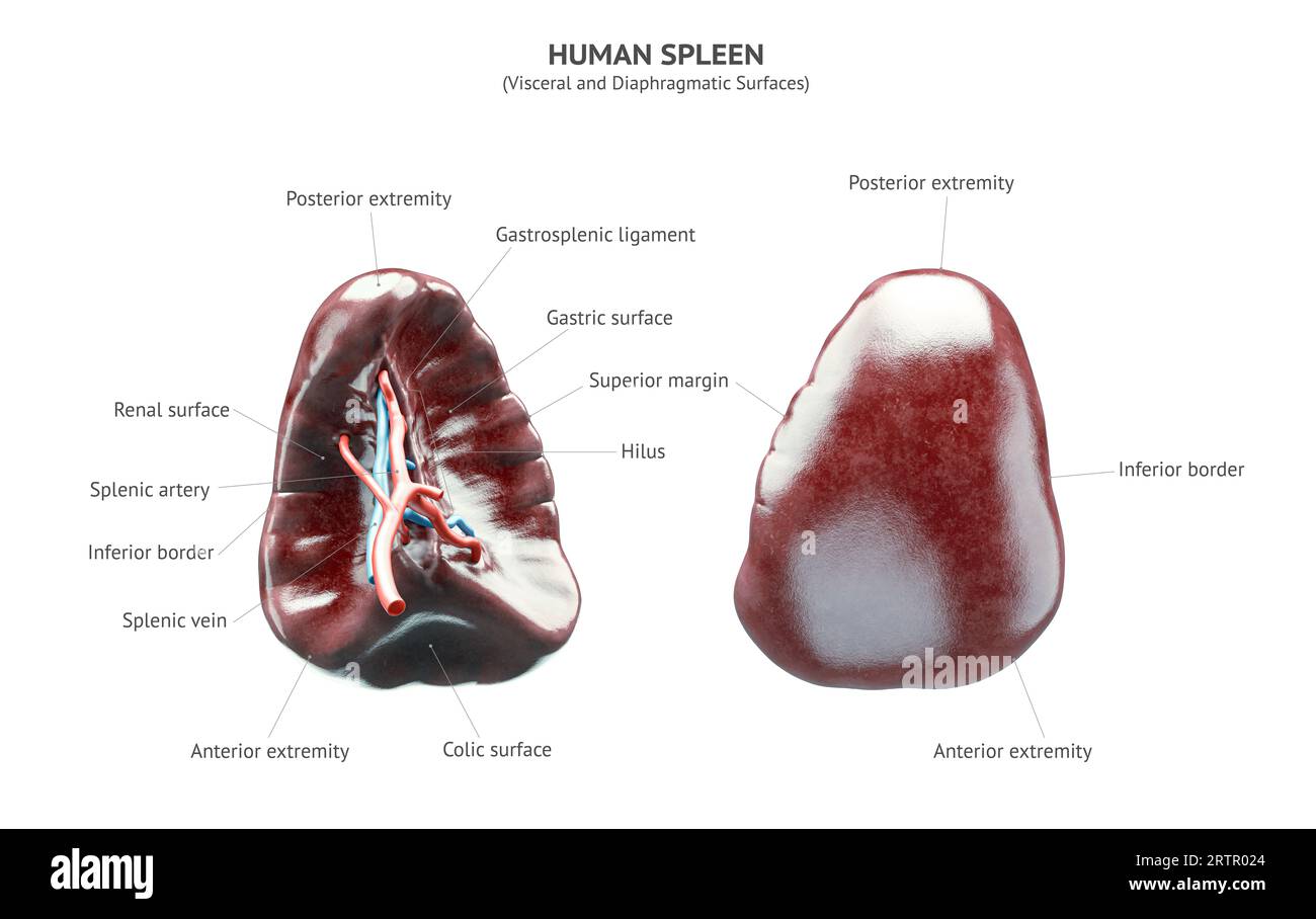 Anatomisch präzise realistische 3D-Darstellung des menschlichen inneren Organs - Milz isoliert auf weißem Hintergrund. Milz mit richtig platzierten Textunterschriften Stockfoto