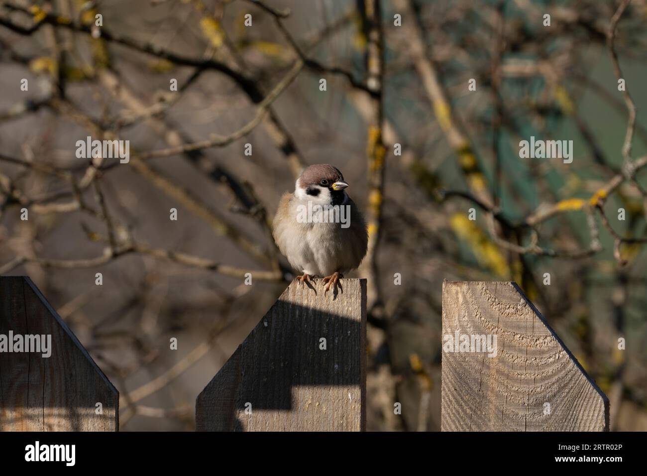 Passer montanus Familie Passeridae Gattung Passer Eurasischer Baumspatzen Deutscher Spatzen Stockfoto