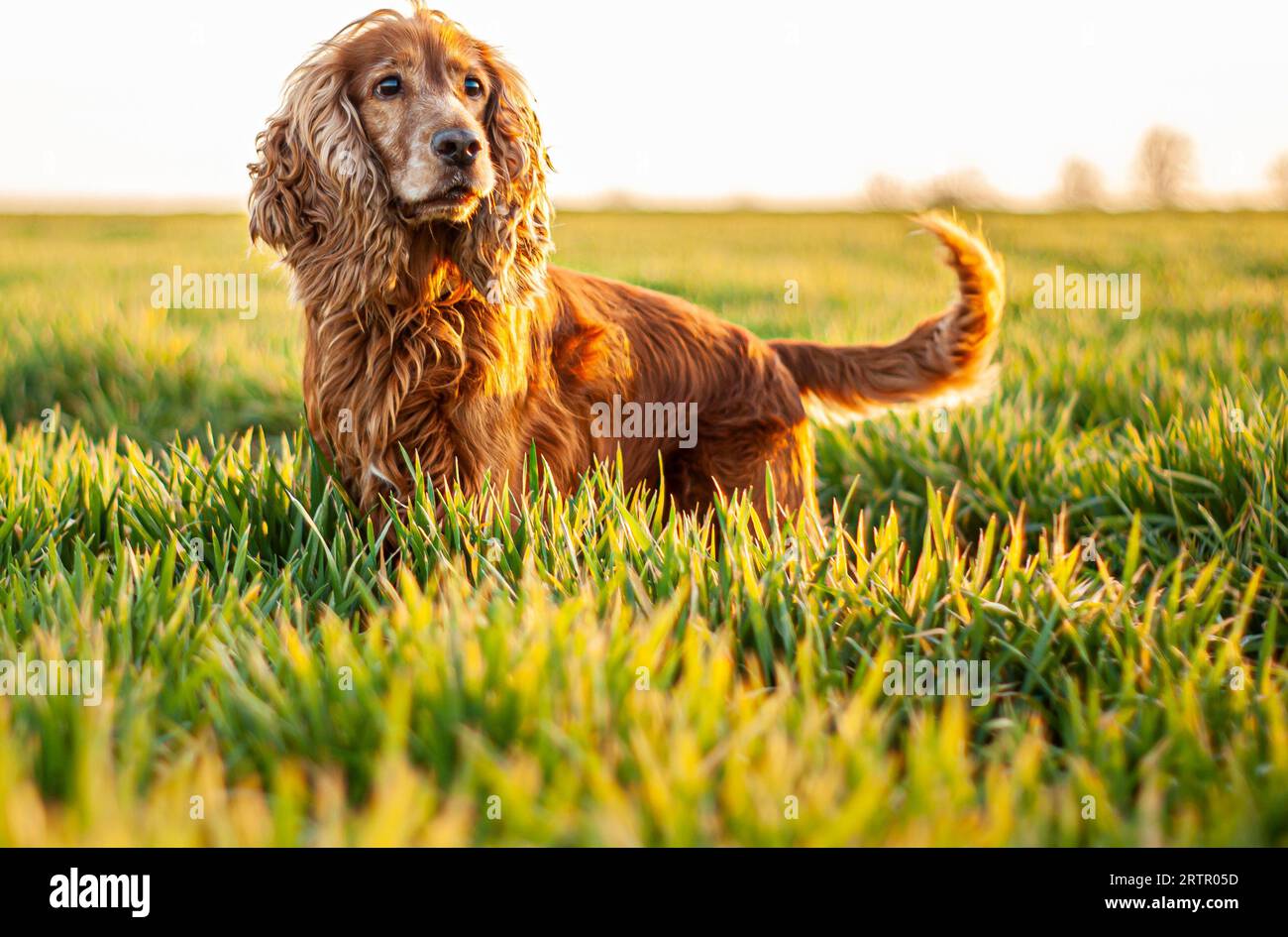 Cocker Spaniel Dog - Der König Der Löwen, Hundeporträt Stockfoto