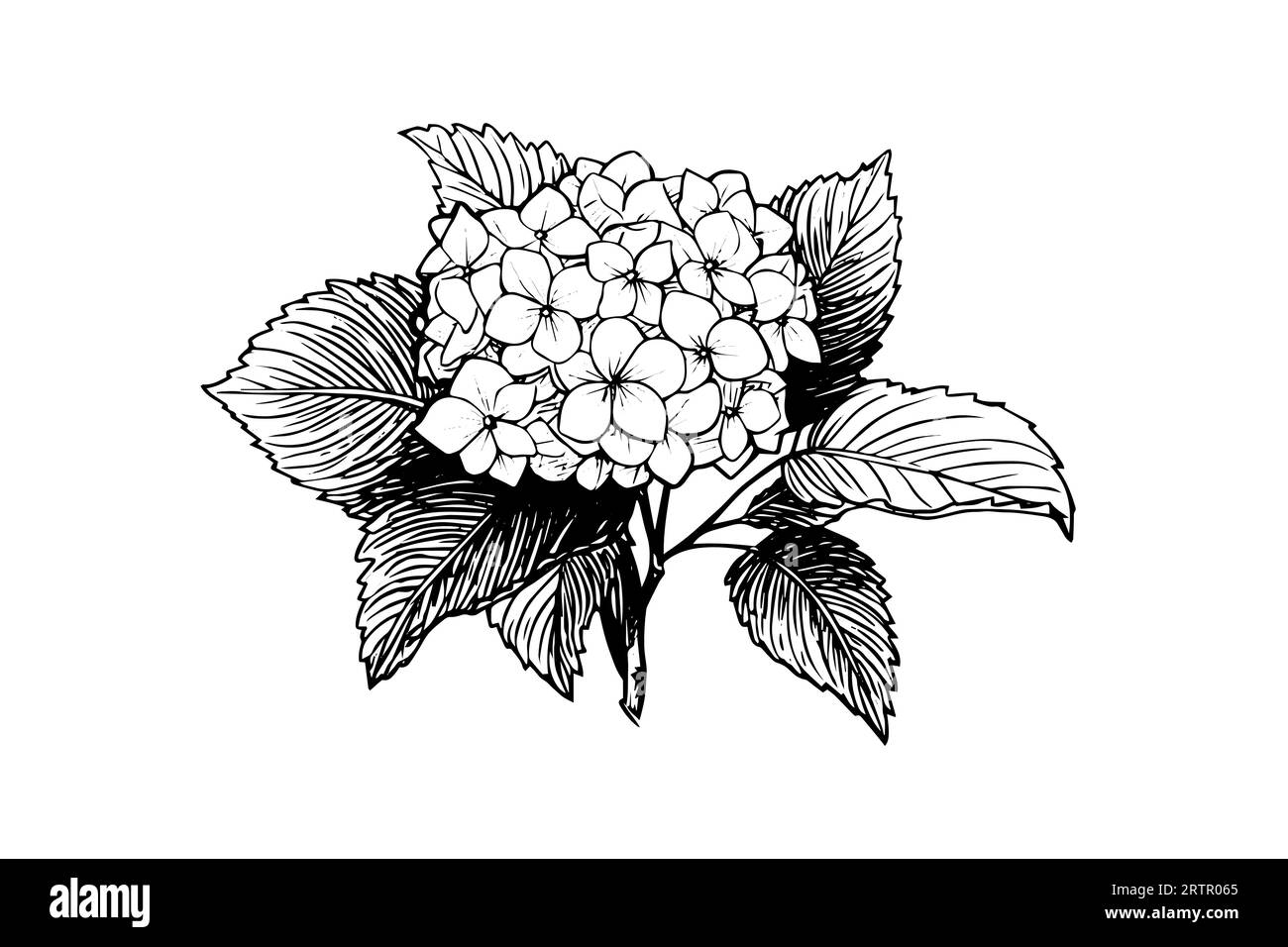 Handgezeichnete Tuschezeichnung Hortensienblüten. Vektorillustration im Gravurstil. Stock Vektor
