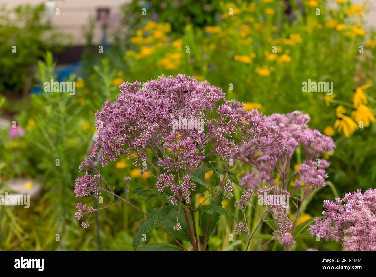 Joe-Pye-Unkräuter (Eupatorium maculatum), heimische Pflanze in den Vereinigten Staaten und Kanada, werden größtenteils als Zierpflanzen angebaut. Stockfoto