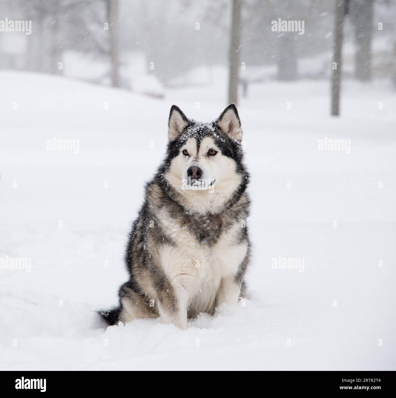 Alaskan Malamute Dog sitzt draußen in einem Schneesturm Stockfoto